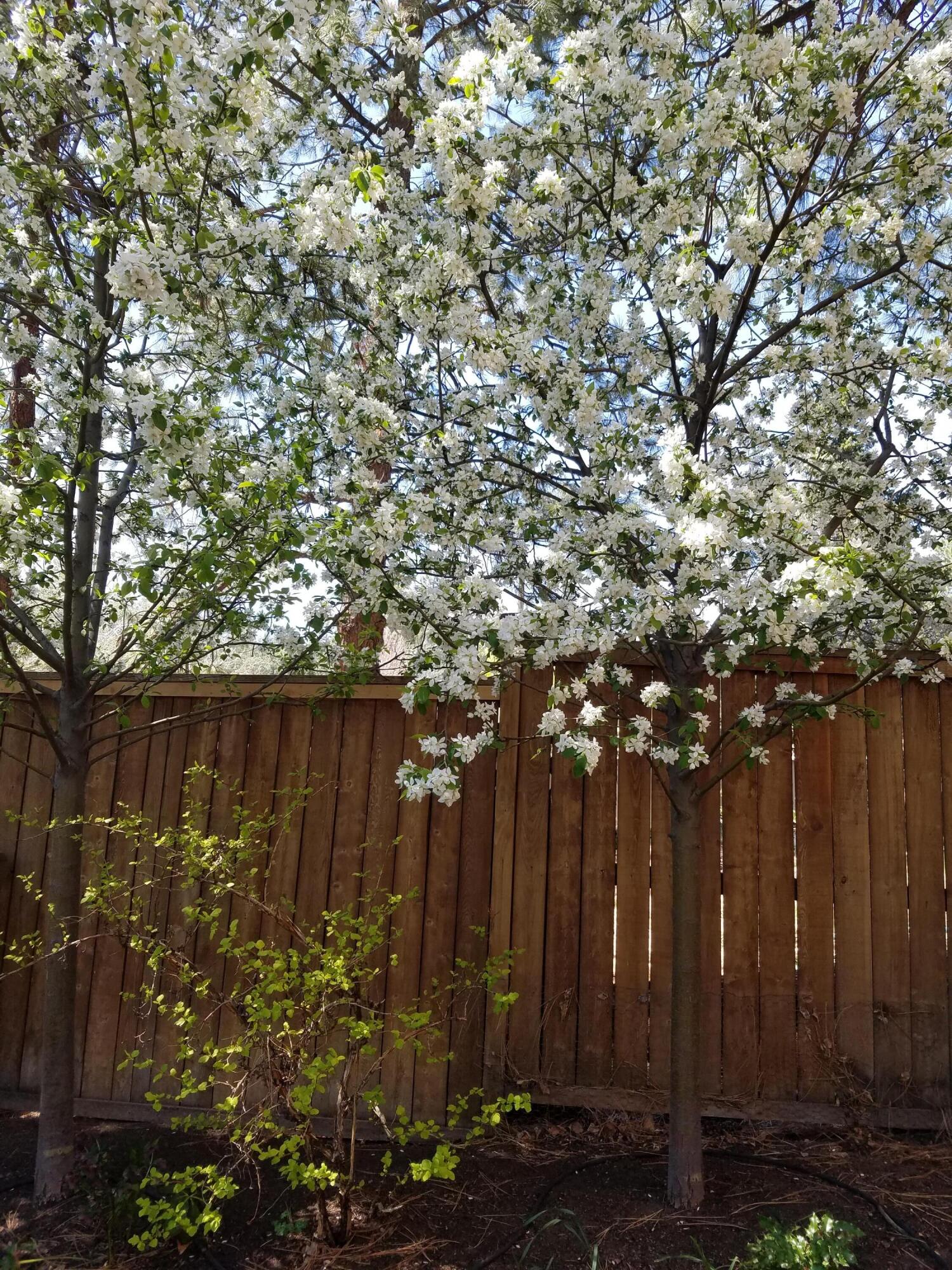 Bonne Home - Residential