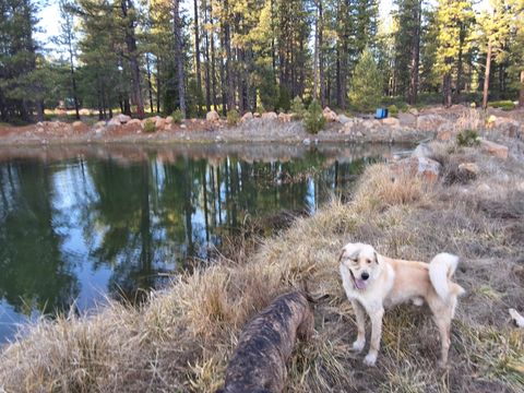 Tiny photo for 15922 Green Springs Highway, Ashland, OR 97520 (MLS # 220215130)