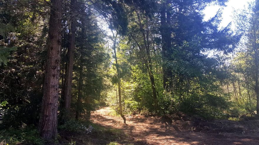 Shady Grove on the Illinois River, an oasis that you may never want to leave. Two tax lots, 3.76 acres, roughly 500 ft of spectacular riverfront, sandy beaches & swimming holes. Extremely private yet surprisingly convenient, within a mile of Downtown O'Brien offering groceries, gas & a pub and 68 miles from Brookings Harbor. Cedar groves. Beautiful beaver & dragonfly habitat, 3 ponds & 2 babbling brooks that flow from the ponds into the river. Mostly level & lush forestland, some clearings & overgrown pathways, plenty of wildflowers blooming now. This special property is at the end of Cul-de-sac. Across the river is a high tree-lined bank & farm, nary a neighbor, for the ultimate privacy. Appears buildable but limited locations due to flood plain and wetlands - Buyer to satisfy themselves as to build-ability and location. No septic. No well. Small Cabin/Shack & Old School Bus. Respect the neighborhood & do not attempt to view without an appointment with a Realtor. NO Owner Carry.