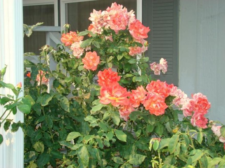 Nice Manufactured Home with huge backyard with lush green grass and pretty garden. Forced air gas heat, central air, good kitchen, and large master bedroom with walk in closet and nice bath. Ted and Juanita McCall are the managers.