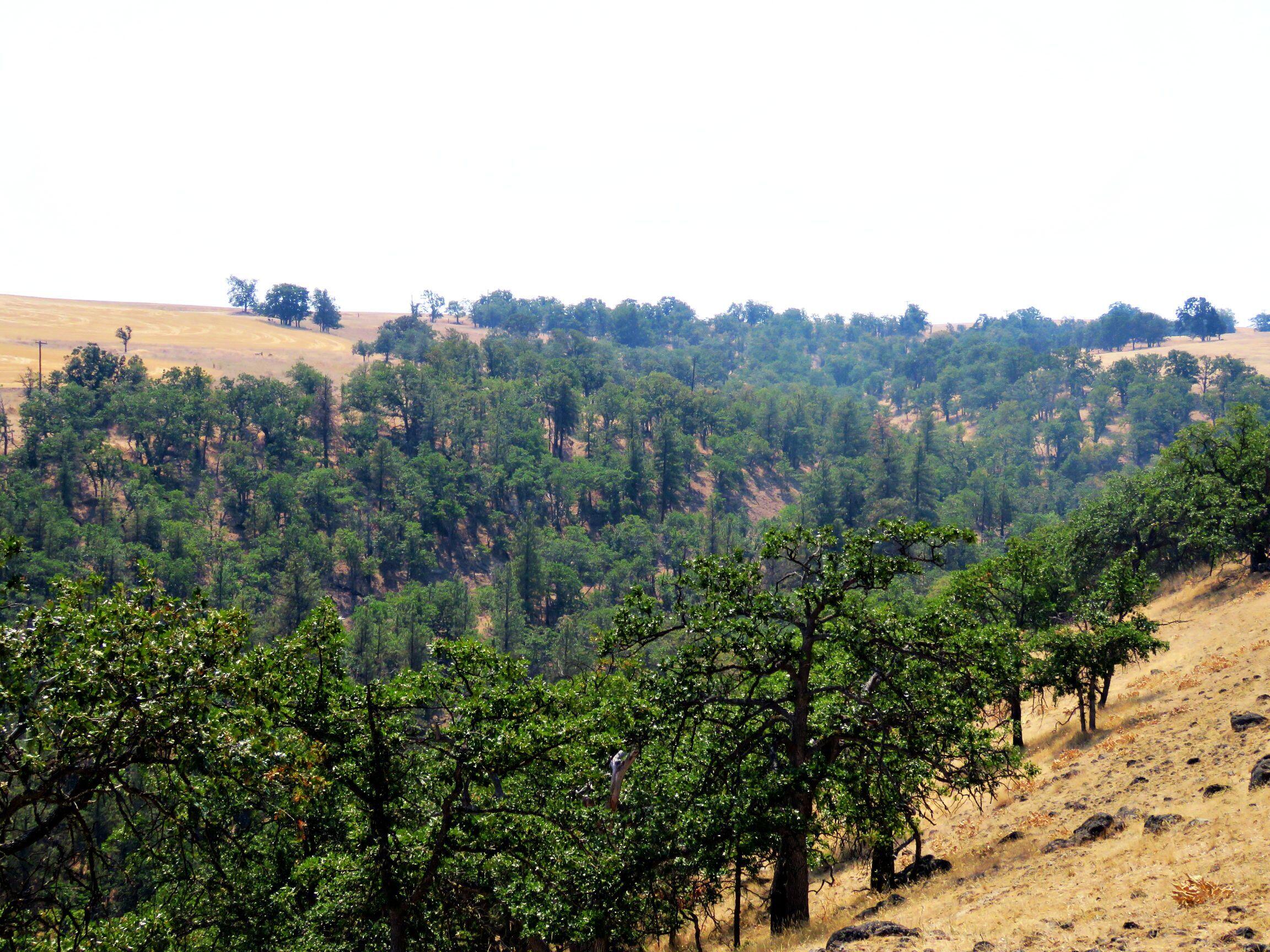 Dalles City, Original - Farm