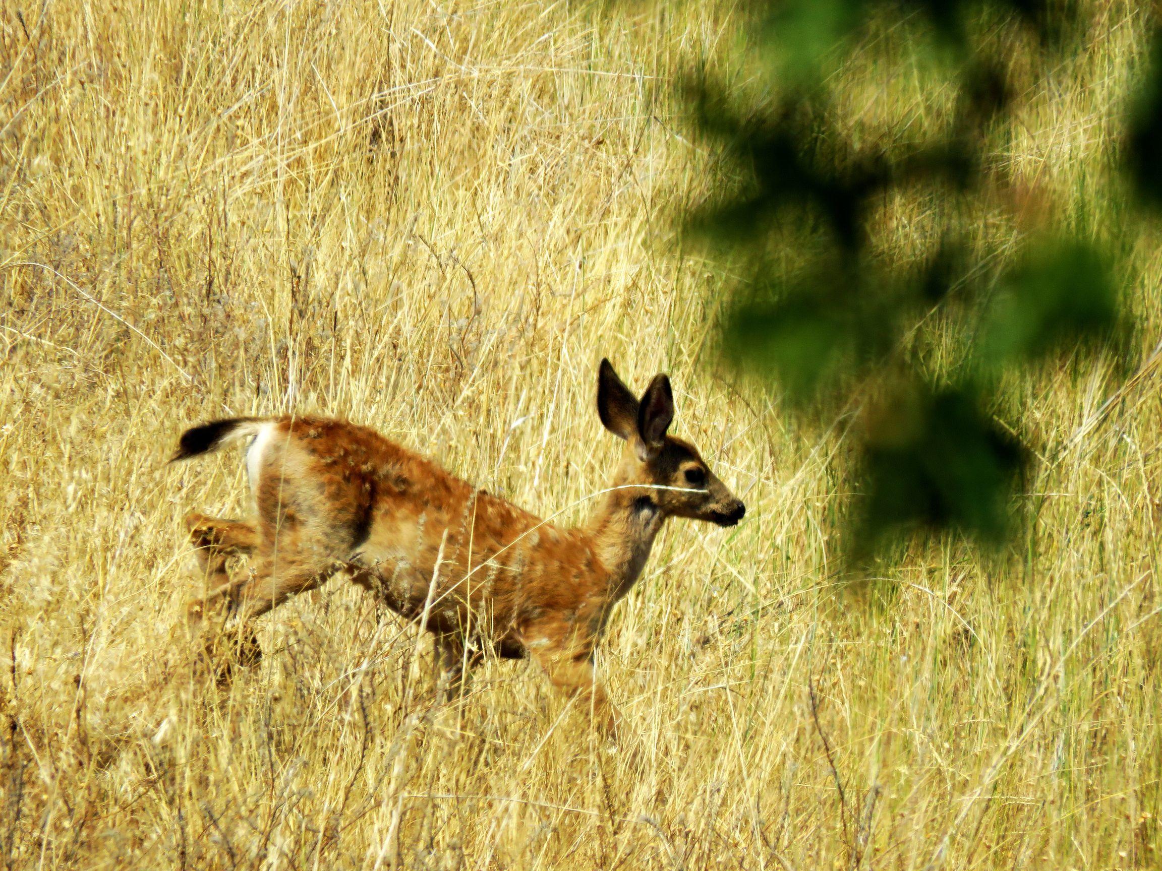 Dalles City, Original - Farm