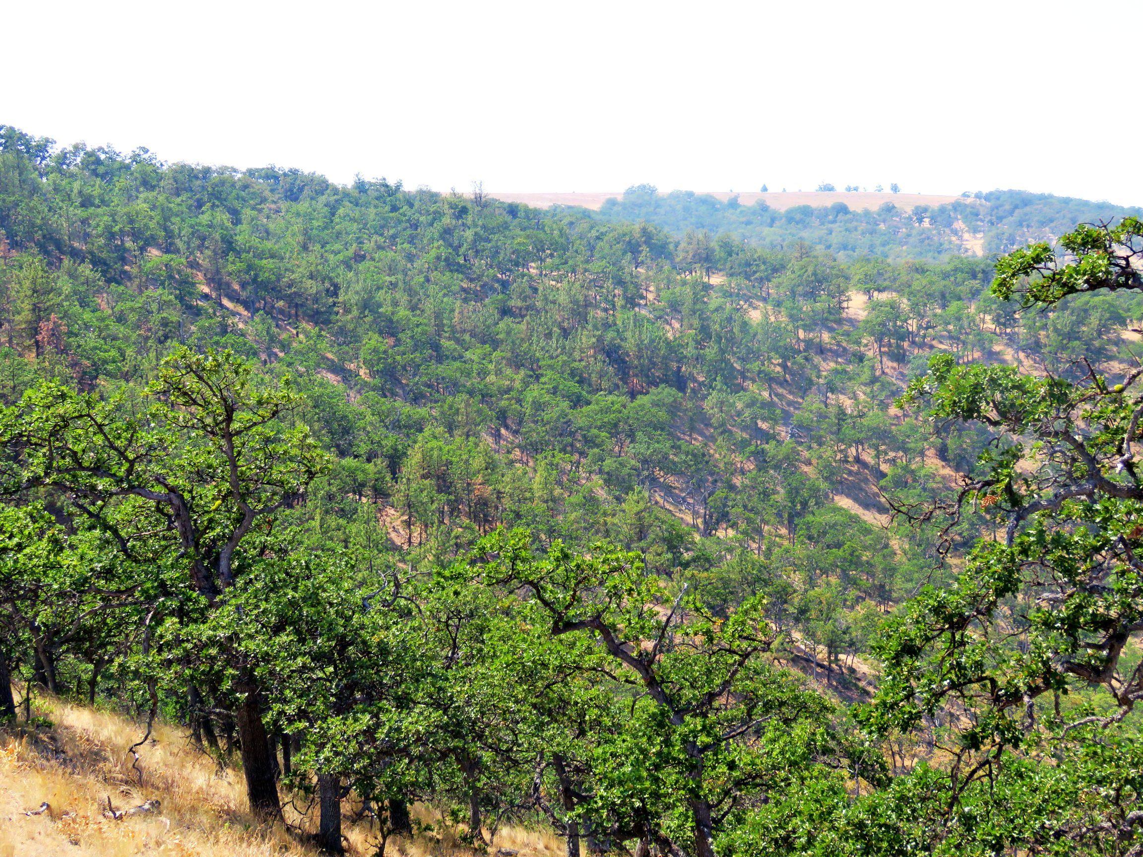 Dalles City, Original - Farm
