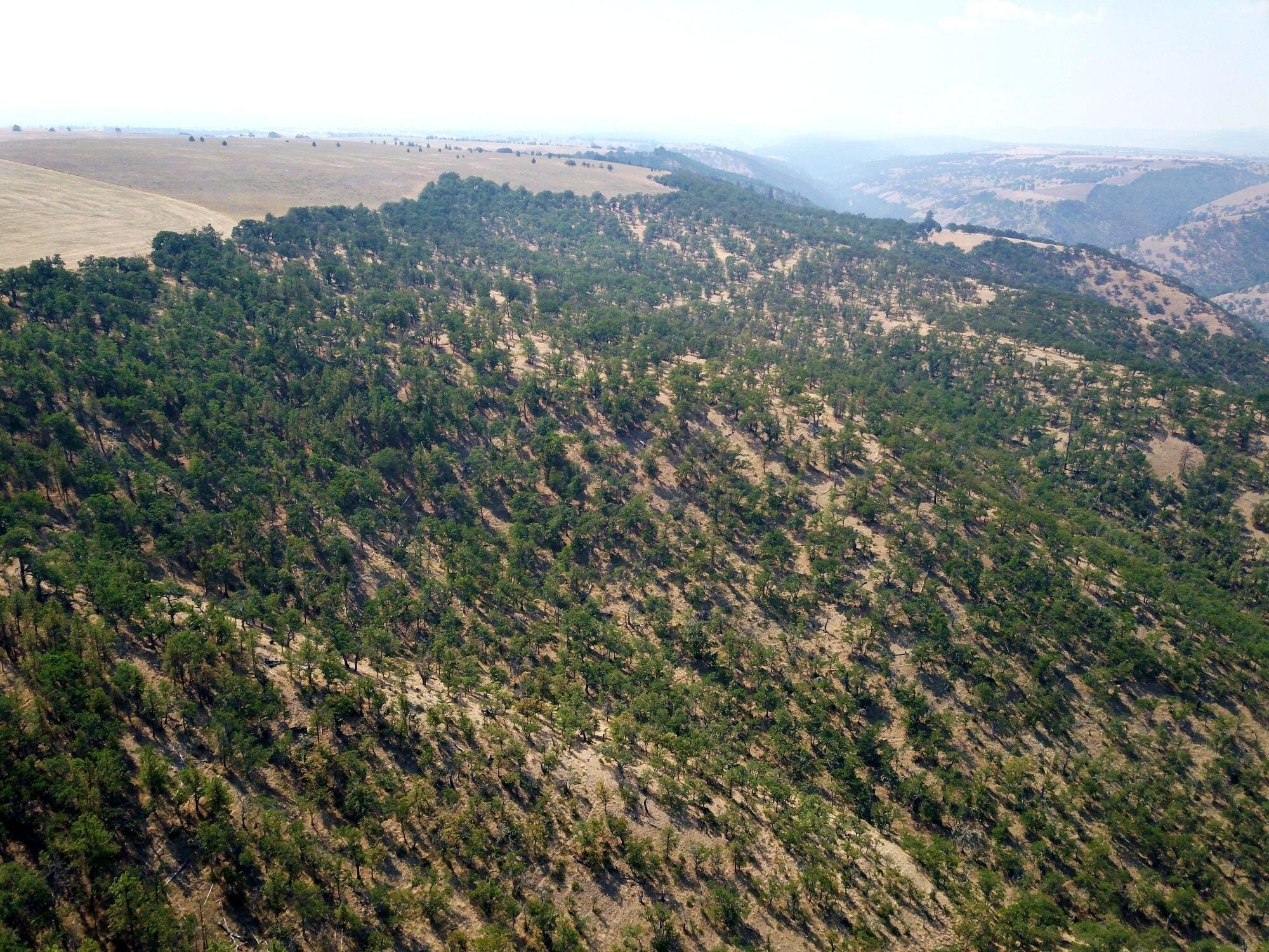 Dalles City, Original - Farm