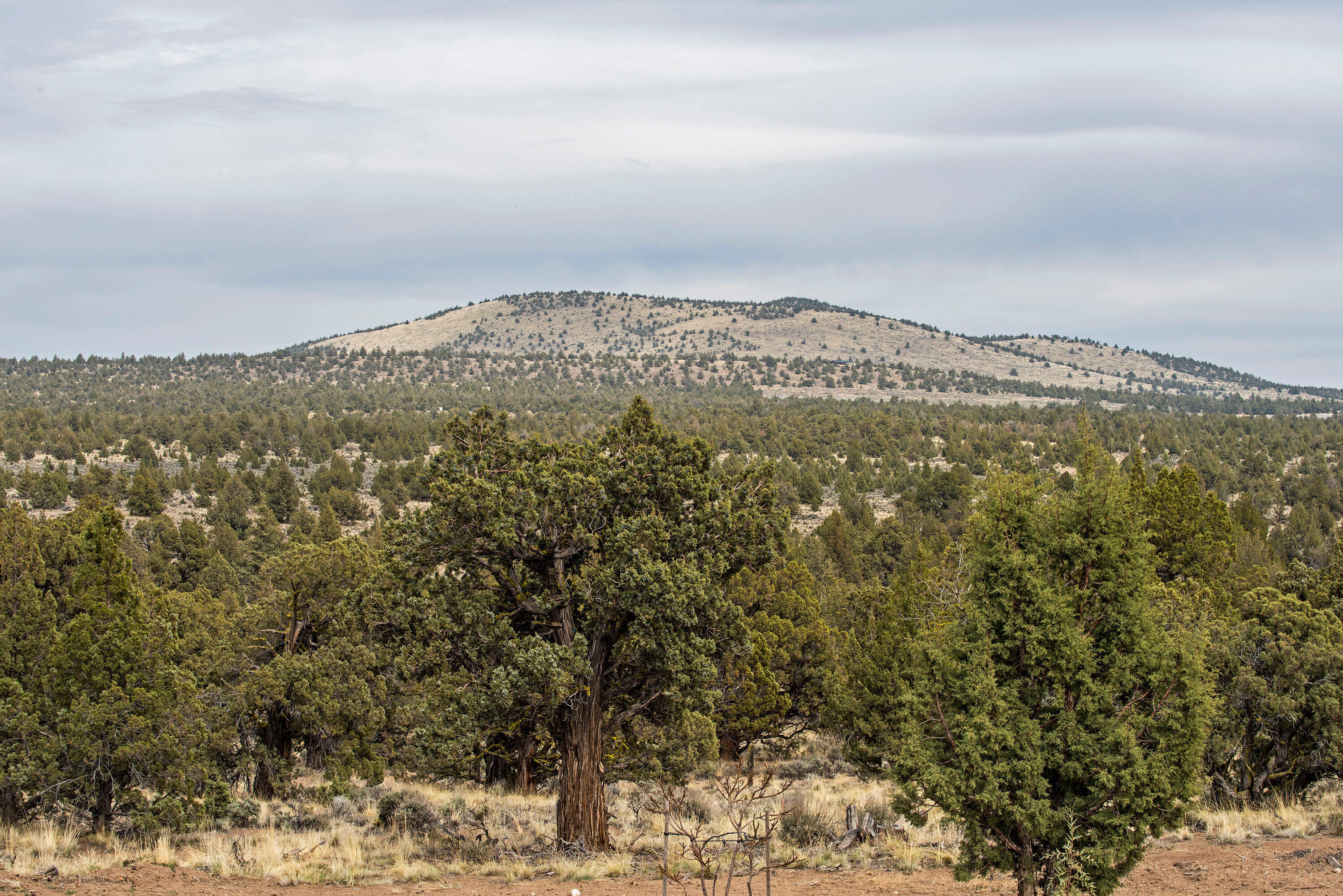 Juniper Acres - Residential