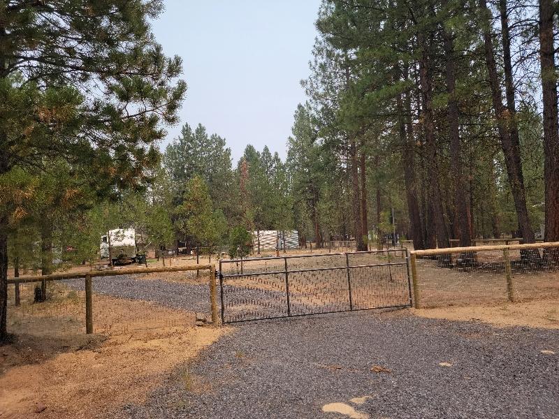 Ponderosa Pines - Land