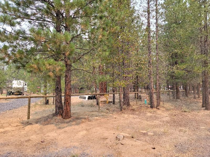 Ponderosa Pines - Land