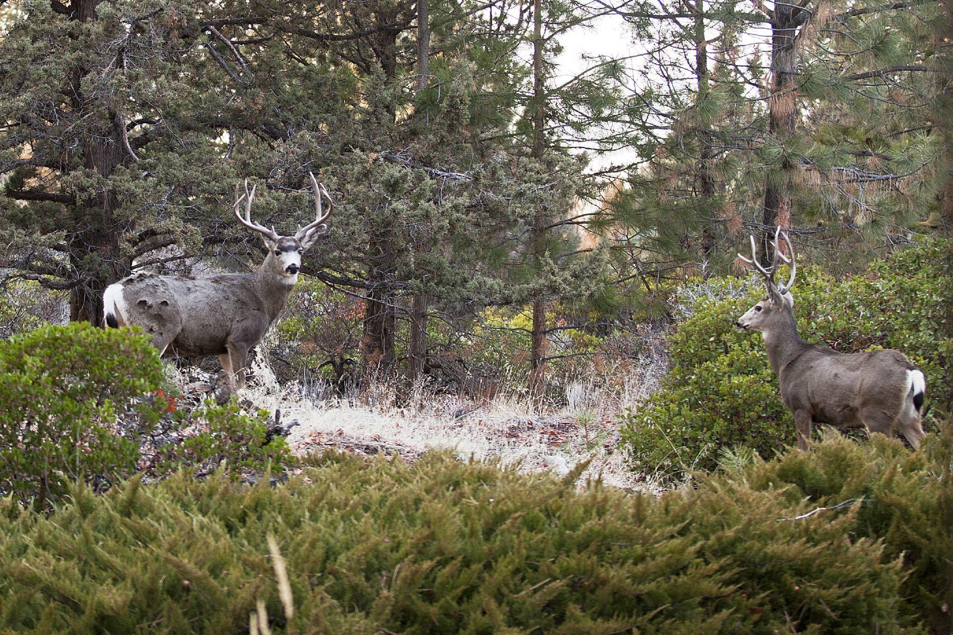 Woodside Ranch - Residential