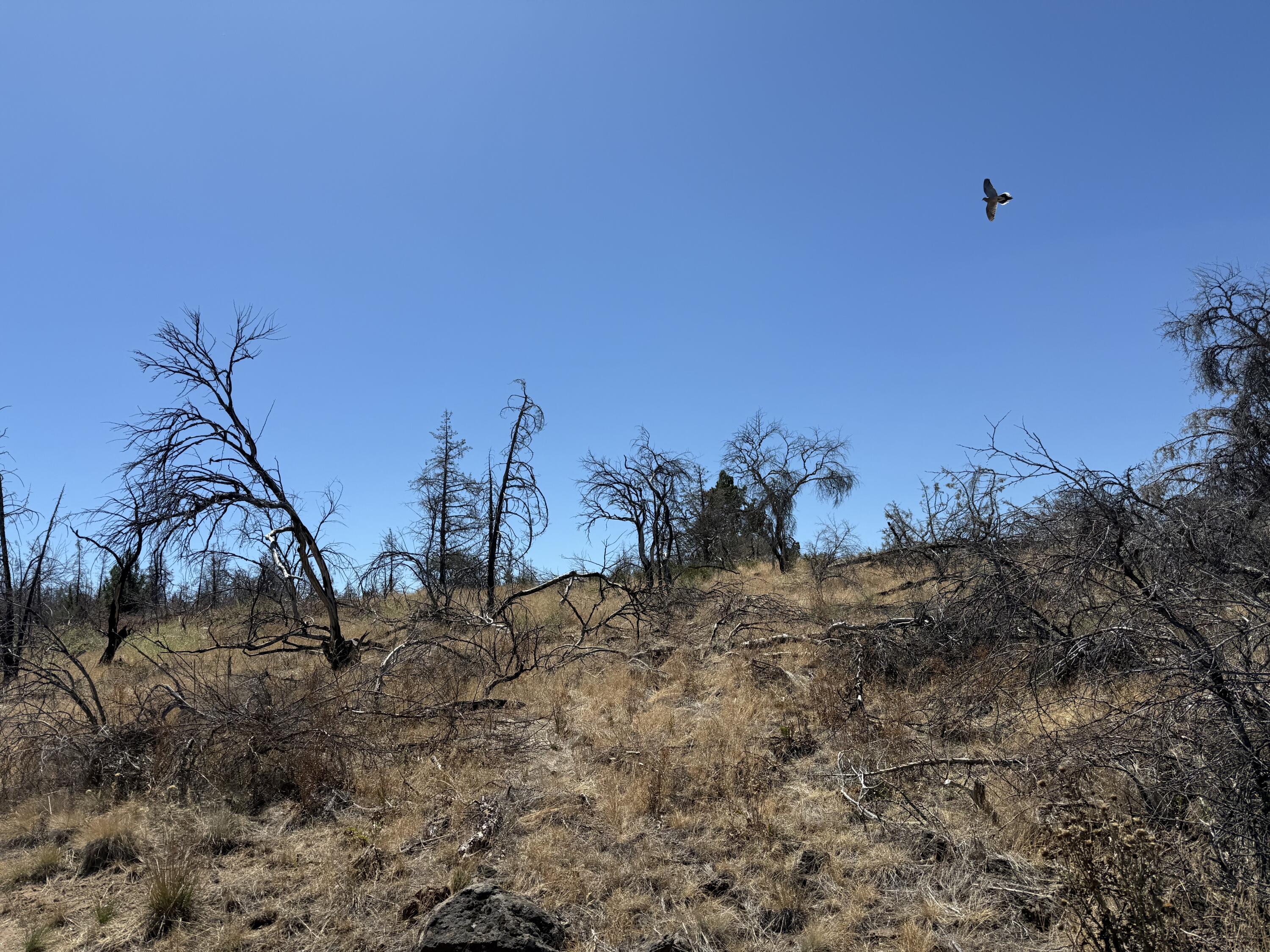 Klamath Falls Forest Estates Hwy 66 Unit Plat 4 - Land