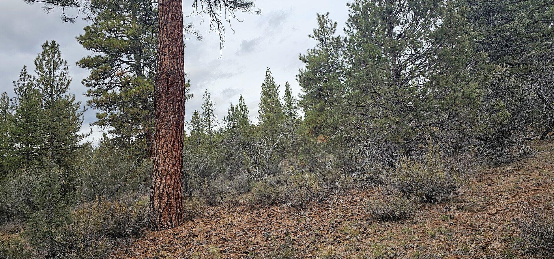Klamath Falls Forest Estates Hwy 66 Unit Plat 4 - Land