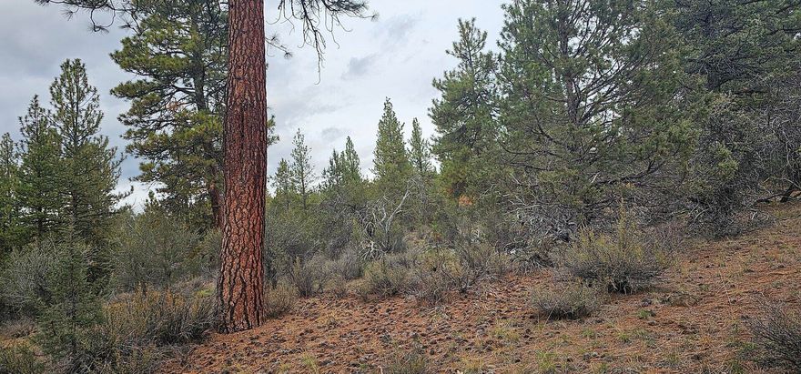 Seven acres of usable land across three adjoining parcels on Grizzly Lane in Bonanza, Oregon. Zoned Rural Residential, this property offers flexibility for residential development, recreation, or future investment. The terrain is mostly flat with a gentle slope, making it well-suited for a variety of uses. Power is available at the street, and the property is accessed by a maintained gravel road.

Located outside the town of Bonanza, the property provides a balance of rural setting and proximity to local services, with easy access to outdoor recreation including the Sprague River and surrounding countryside.

Listing agent has ownership interest in the property.