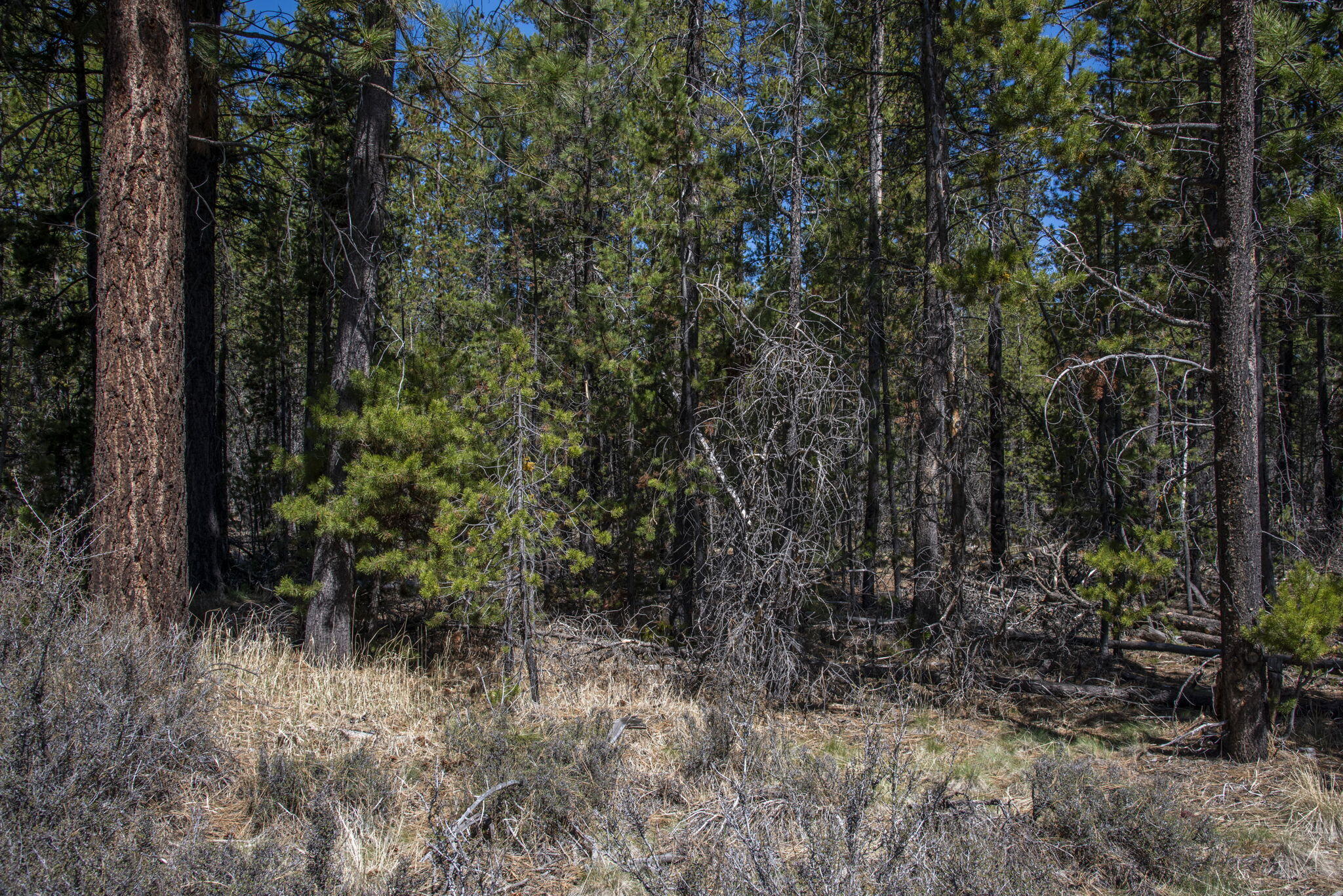 Bend, Oregon 97707, United States, ,Land,Pending,105186