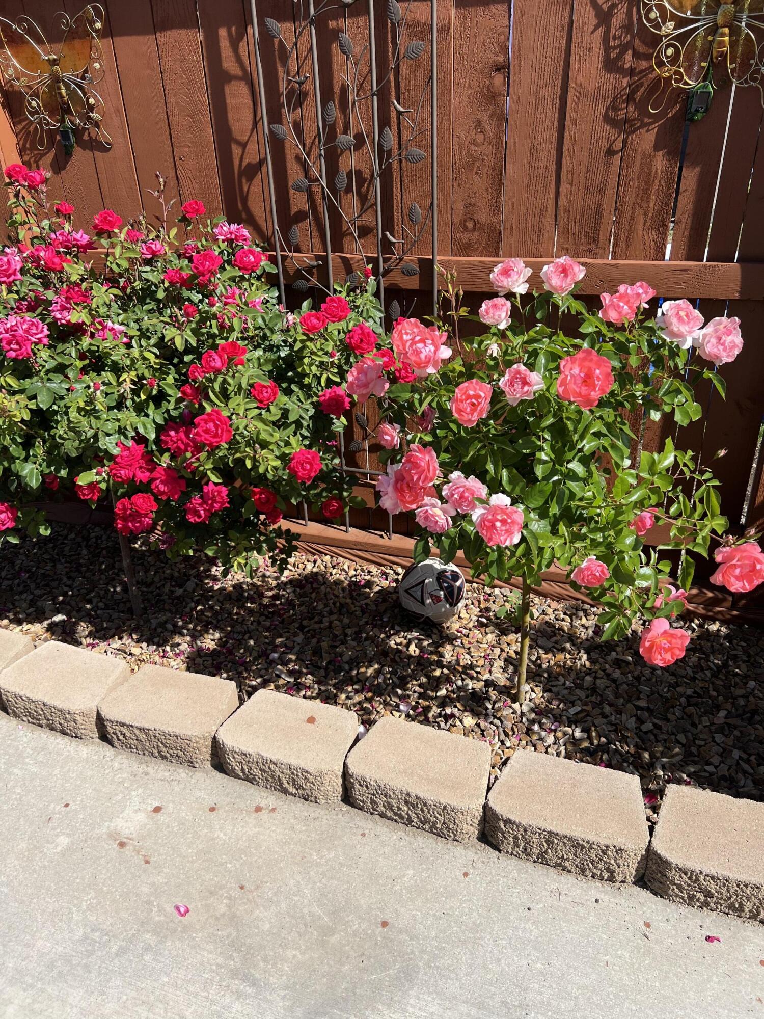 Megan Park - Residential