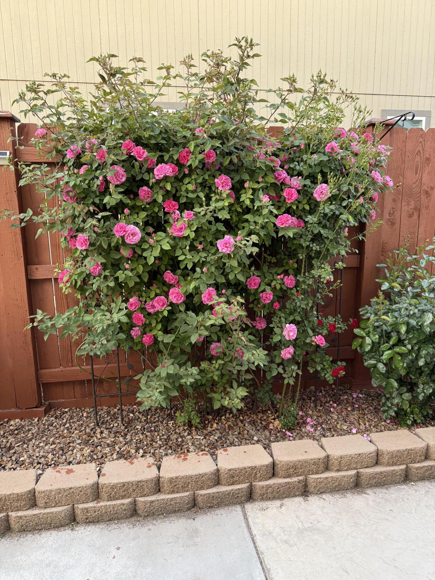 Megan Park - Residential