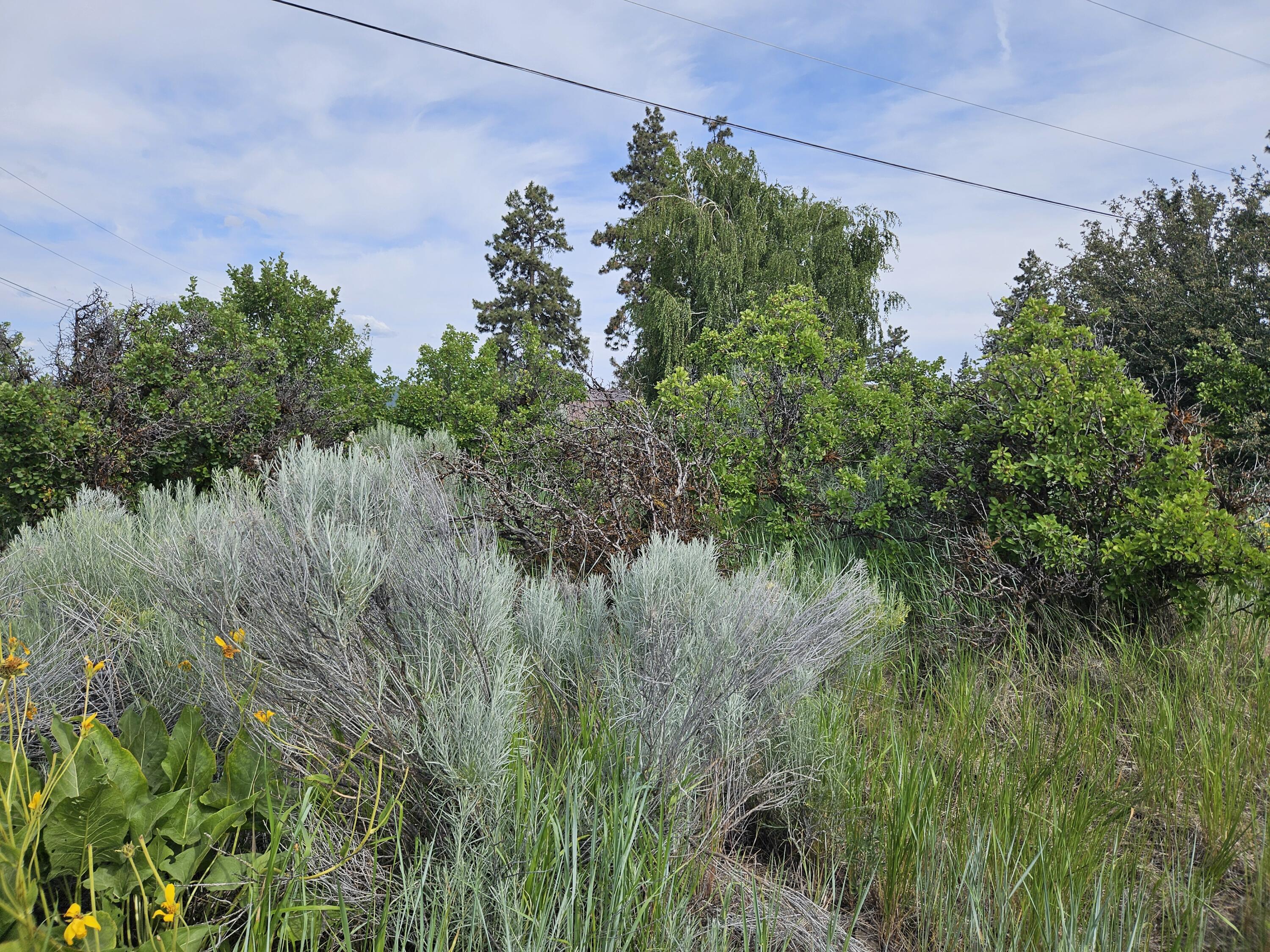 Oregon Shores - Land