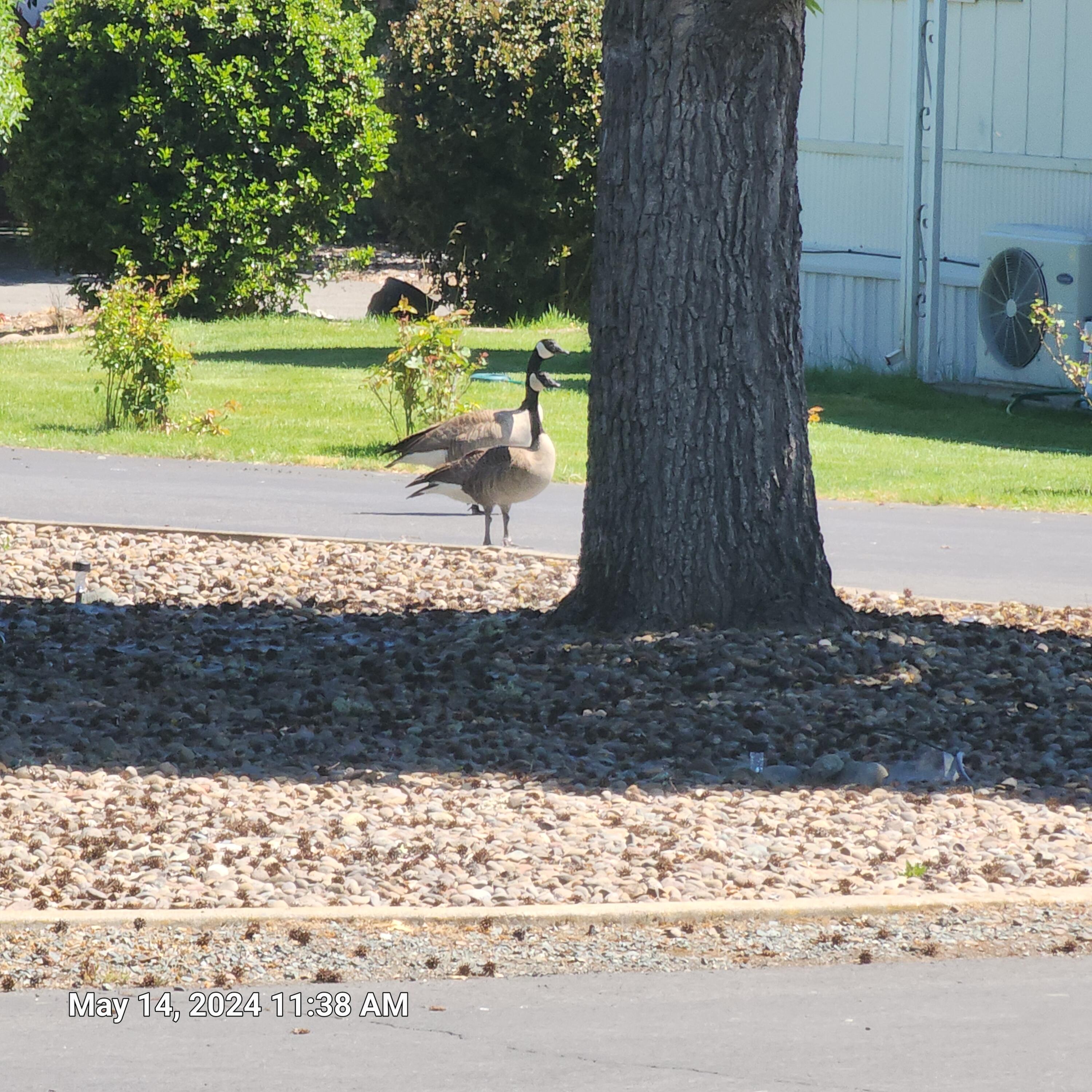 Rogue Lea Estates - Residential