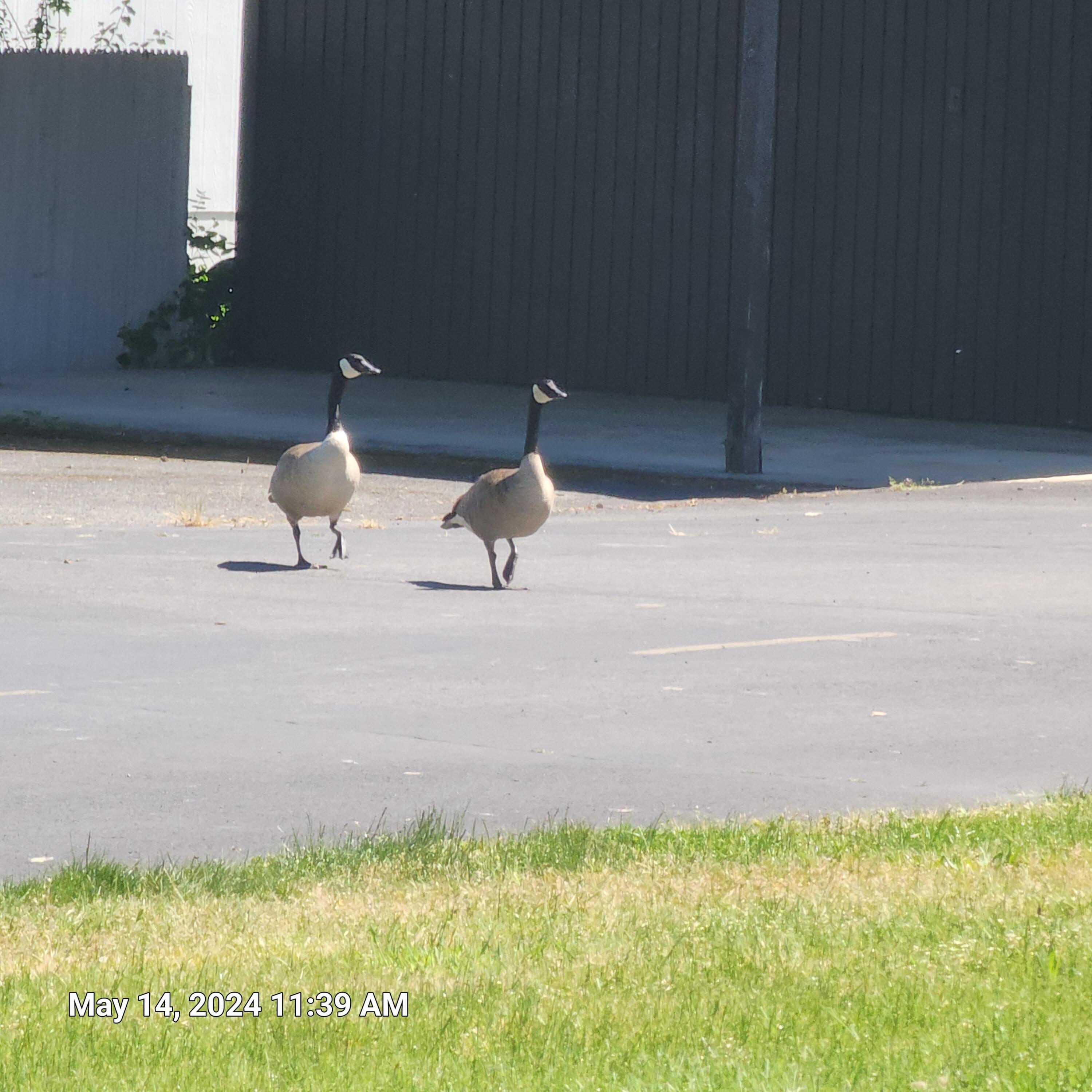 Rogue Lea Estates - Residential