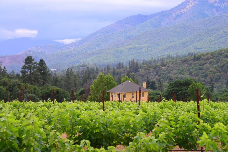 Welcome to Stepping Stone Vineyard! A 41 acre estate with private vineyard located within minutes of downtown Jacksonville & the award winning wineries of the Applegate Valley wine country! Gorgeous rolling pasture, mature trees, woodlots & 360 degree breathtaking views! Beautiful residence, 8 acres of bare land perfect for farm animals, domestic garden, 18 acres of grapevines, & workshop w/220. Tuscan inspired villa w/spacious gourmet kitchen, vaulted ceilings, gas fireplace, formal dining w/built-in shelves & window seats. Tall windows throughout. Fully fenced & gated w/privacy! Unique micro-climate provides an ideal environment for the seasoned vineyard, which produces some of the best Chardonnay, Merlot, Syrah & Viognier grapes. Embrace outdoor living & enjoy coffee, wine sipping or alfresco dining in the garden surrounded by vines, nature & incredible sunsets. Watch as paragliders soar from the world class launch site of Woodrat Mountain. Incredible property! Many possibilities!