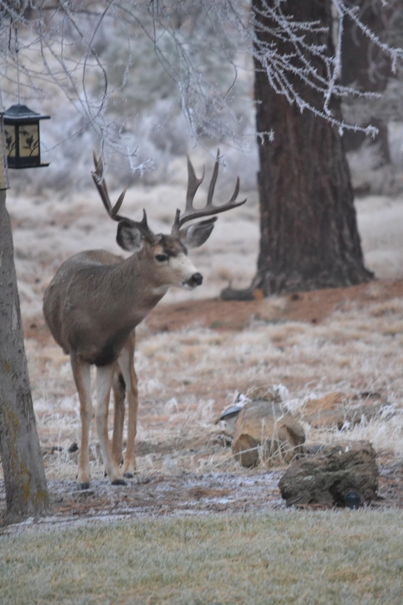 Woodside Ranch - Residential