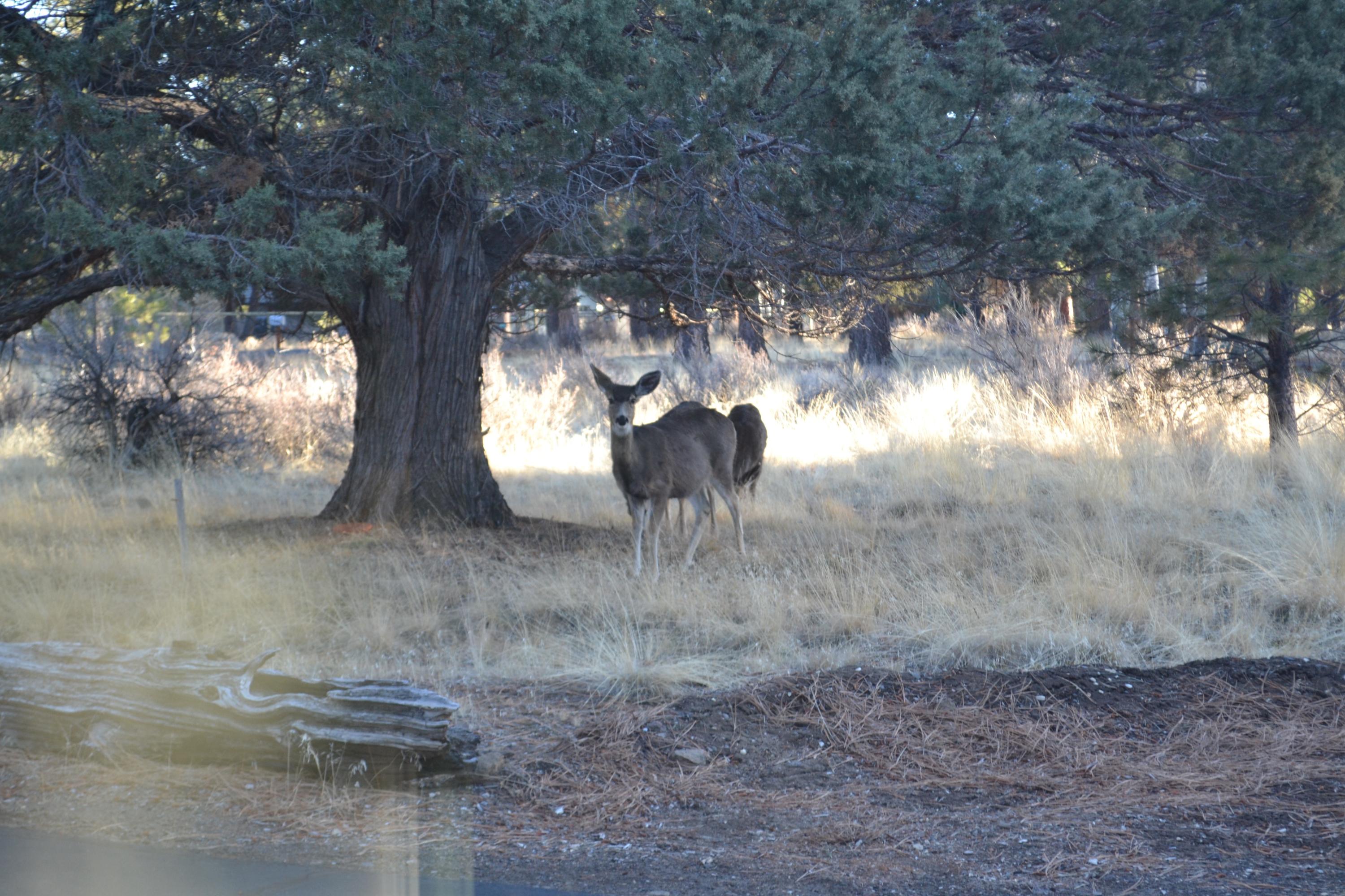 Woodside Ranch - Residential