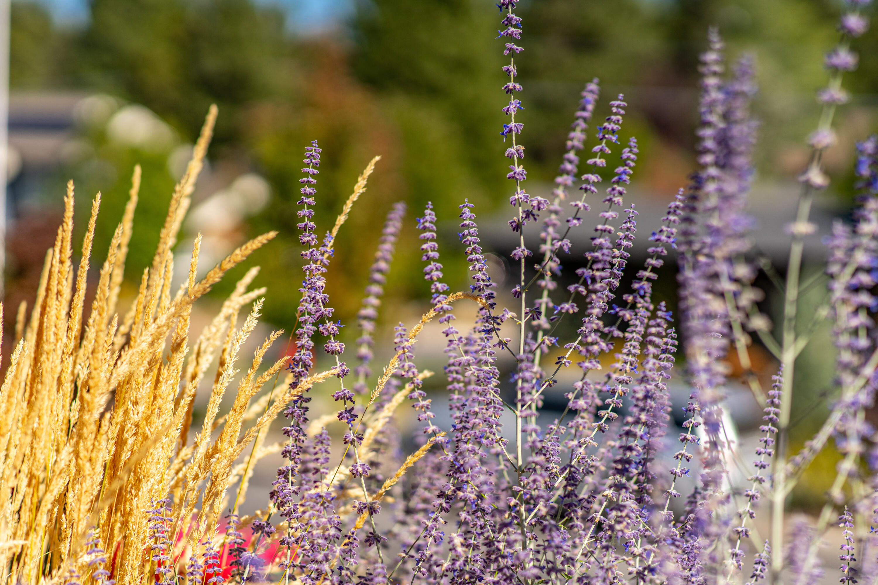 NorthWest Crossing - Residential