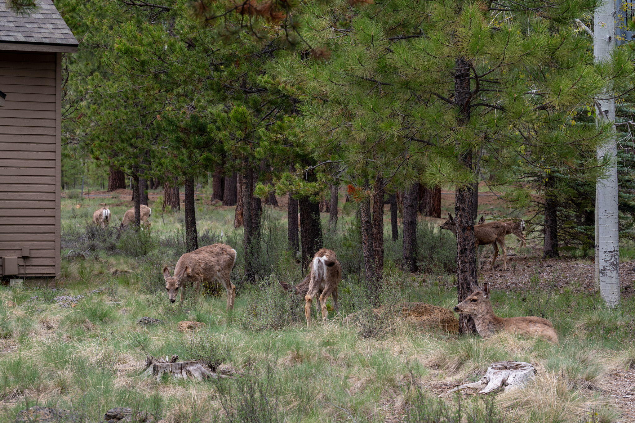 River Village - Residential
