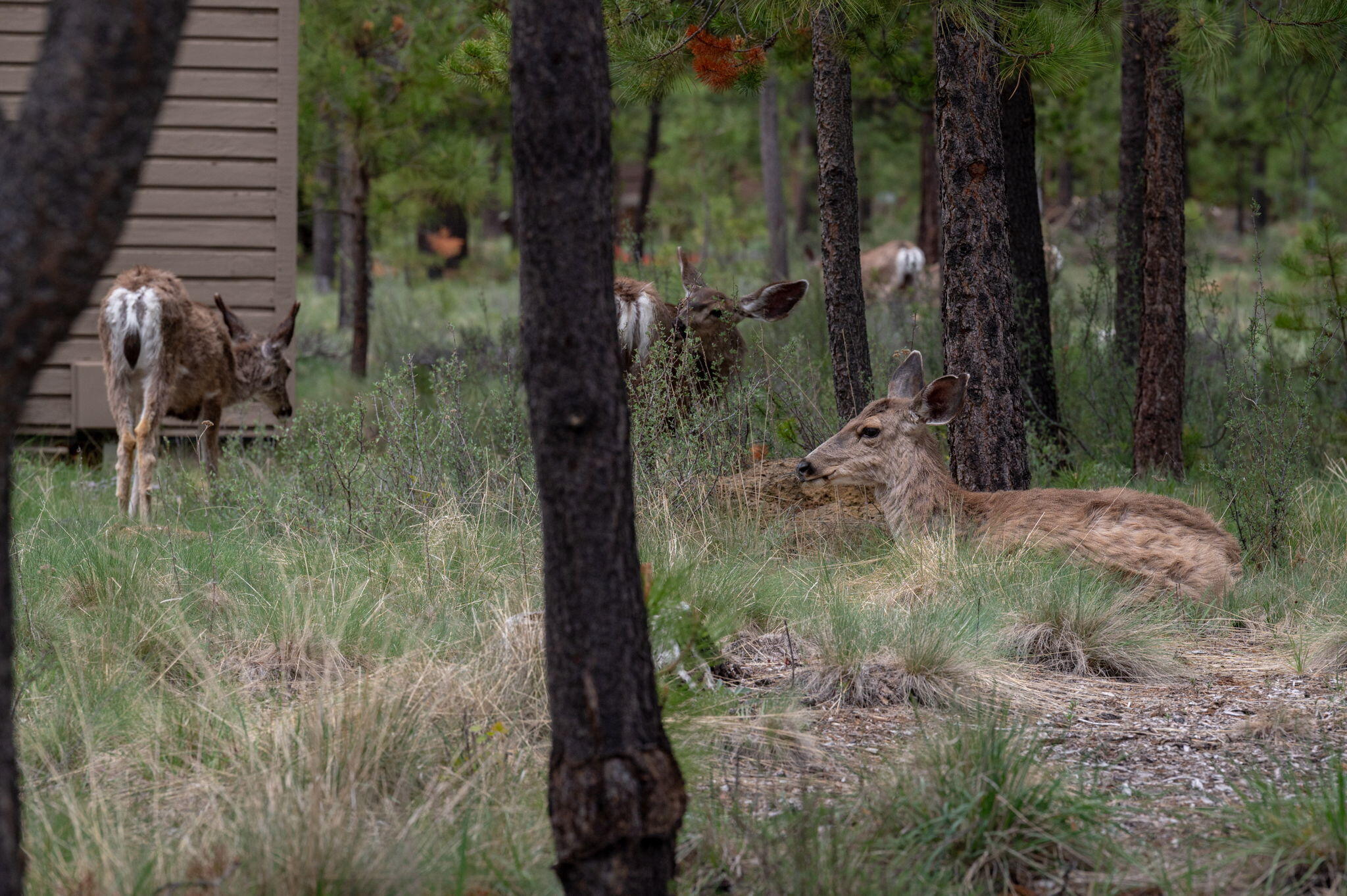 River Village - Residential