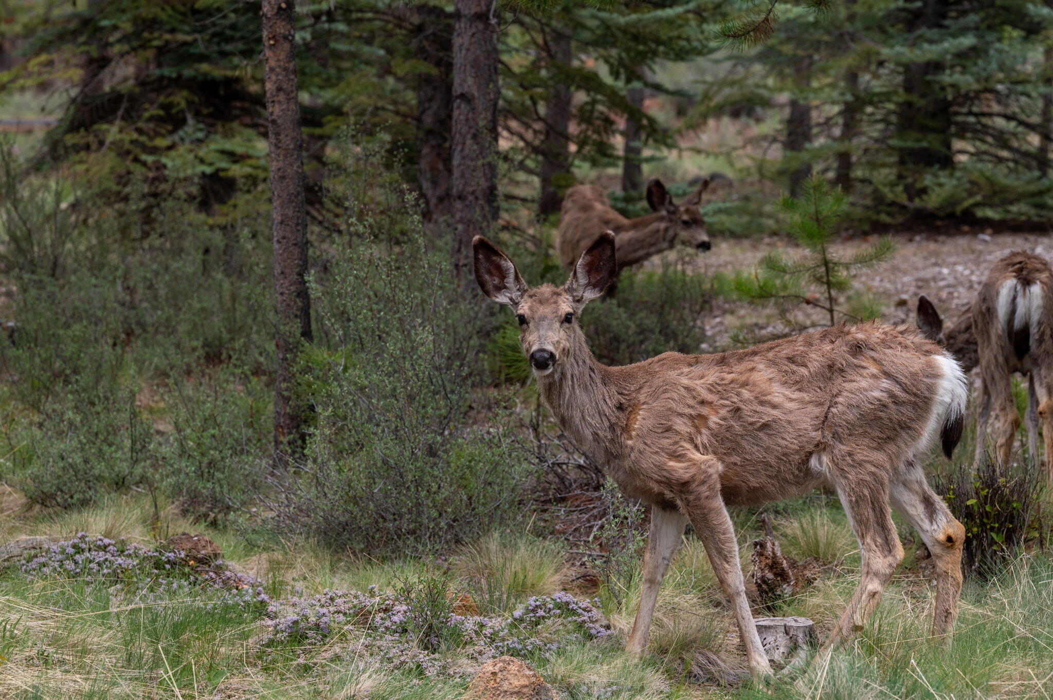 River Village - Residential