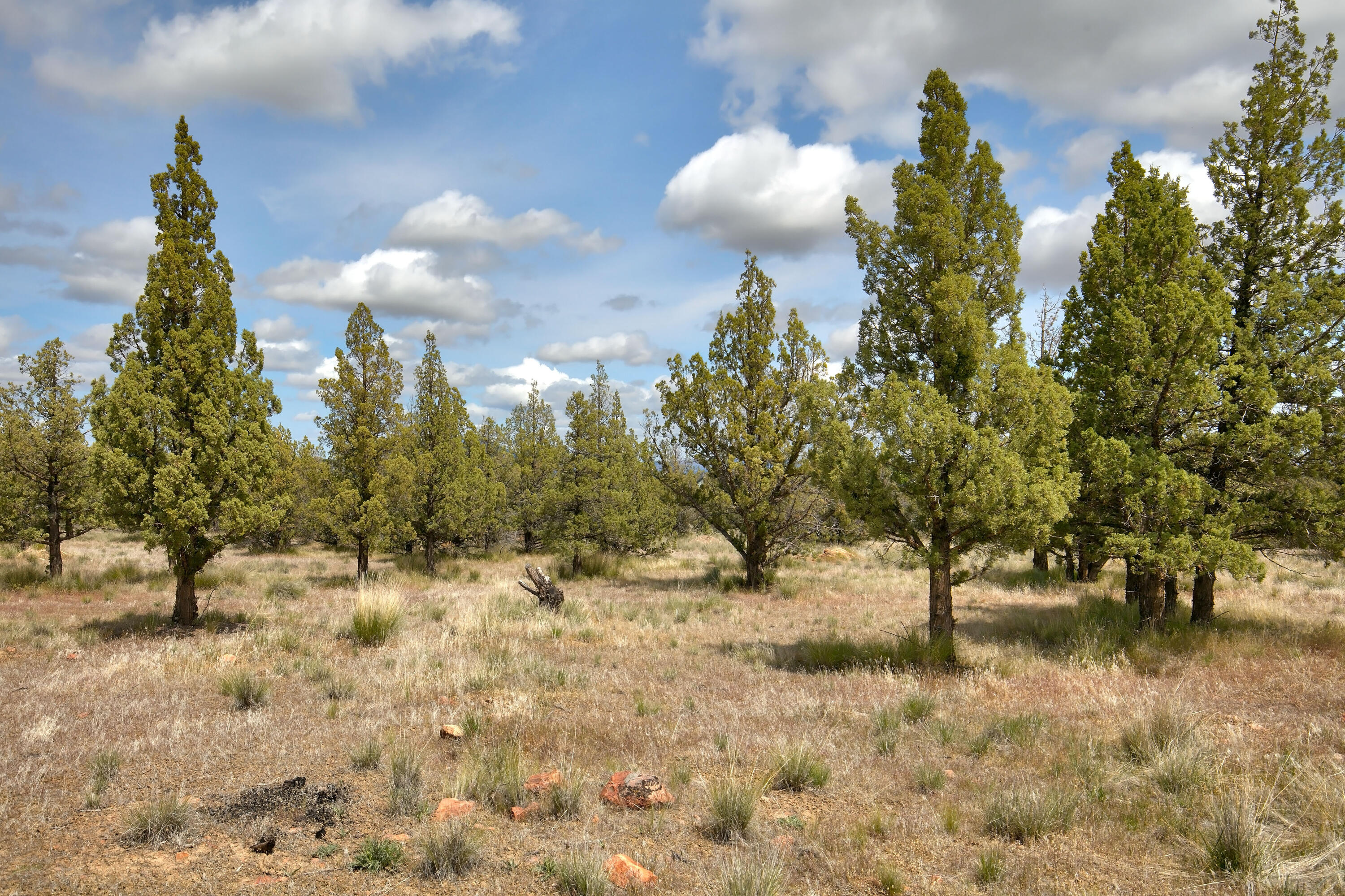 Mtn View Estate - Land