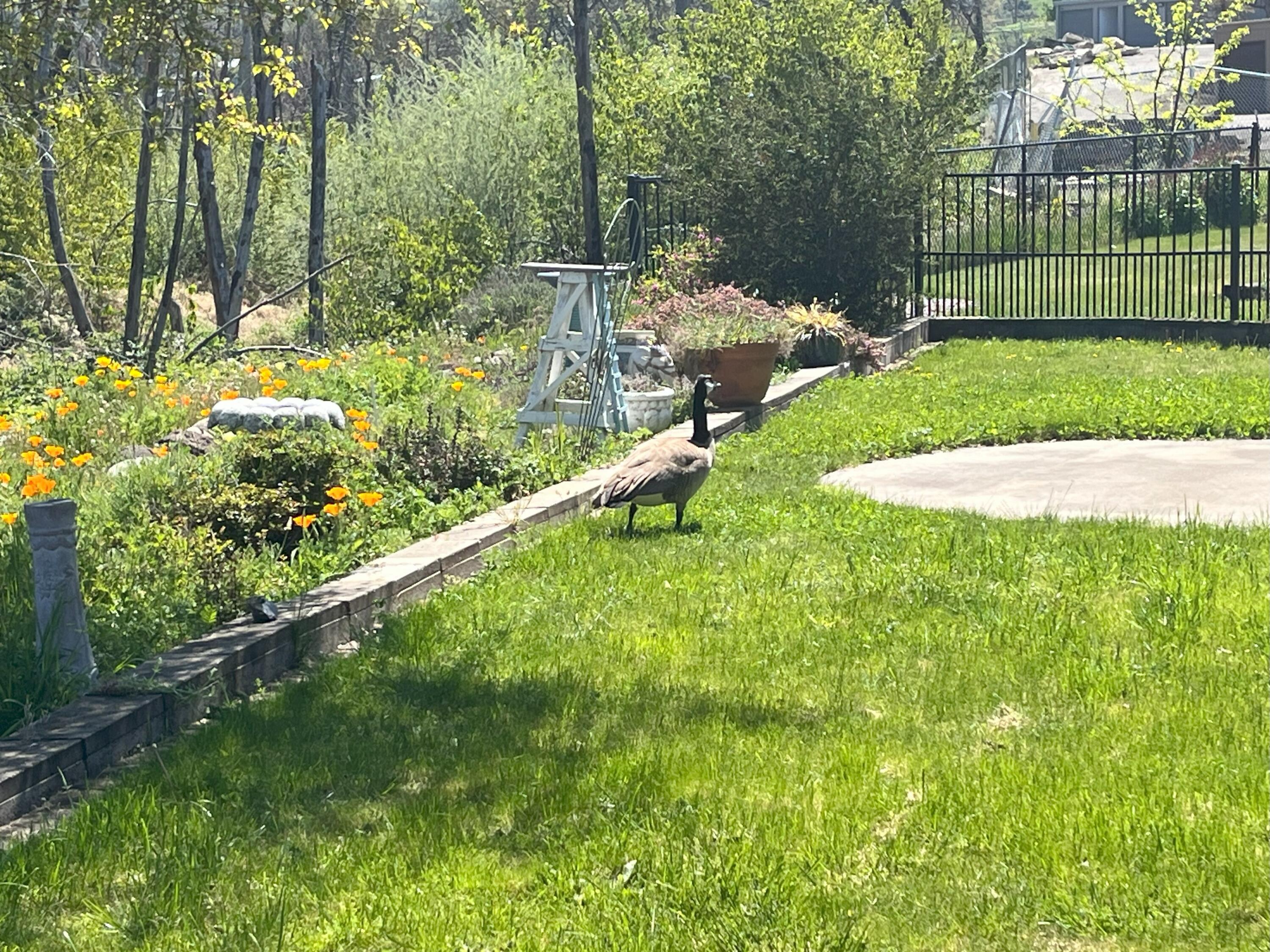 Mountain View Estates Subdivision - Residential