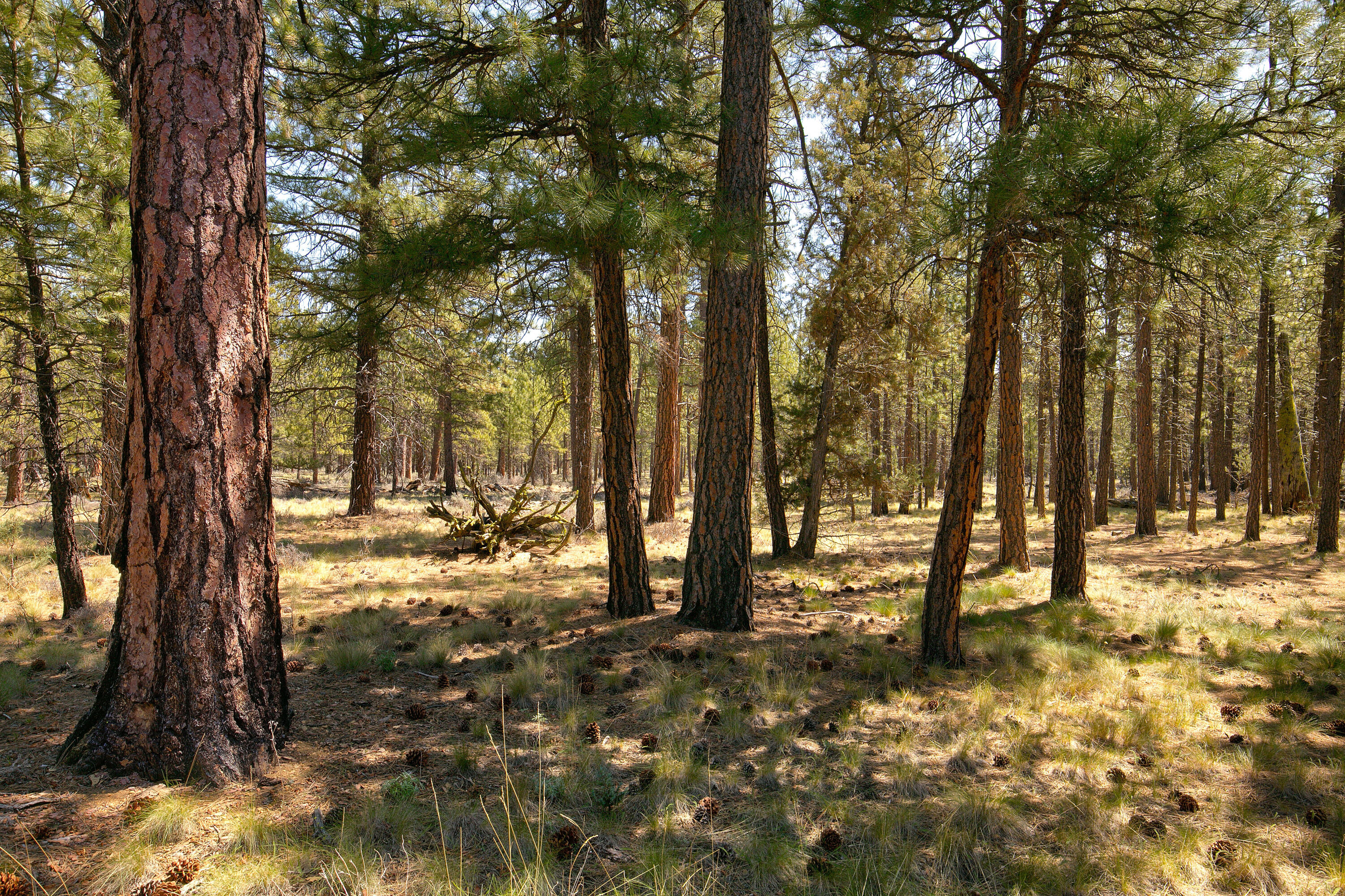 Tollgate - Residential