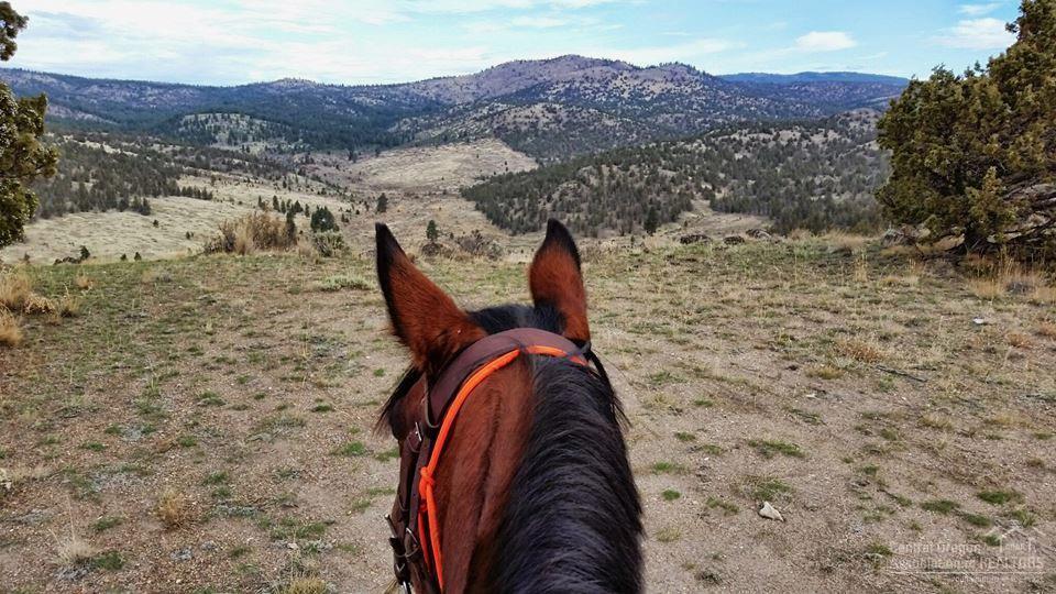 Golden Horseshoe - Residential