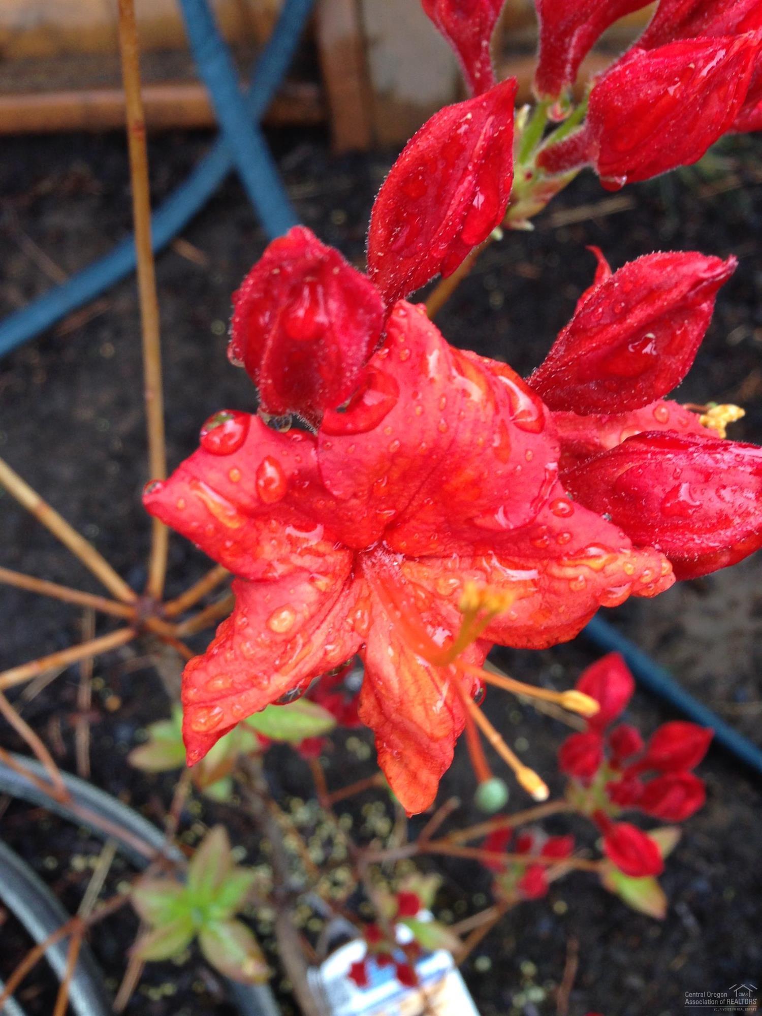 Rock Arbor Villa - Residential