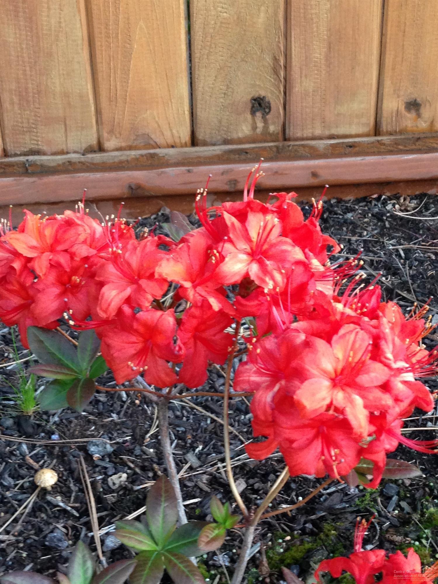 Rock Arbor Villa - Residential