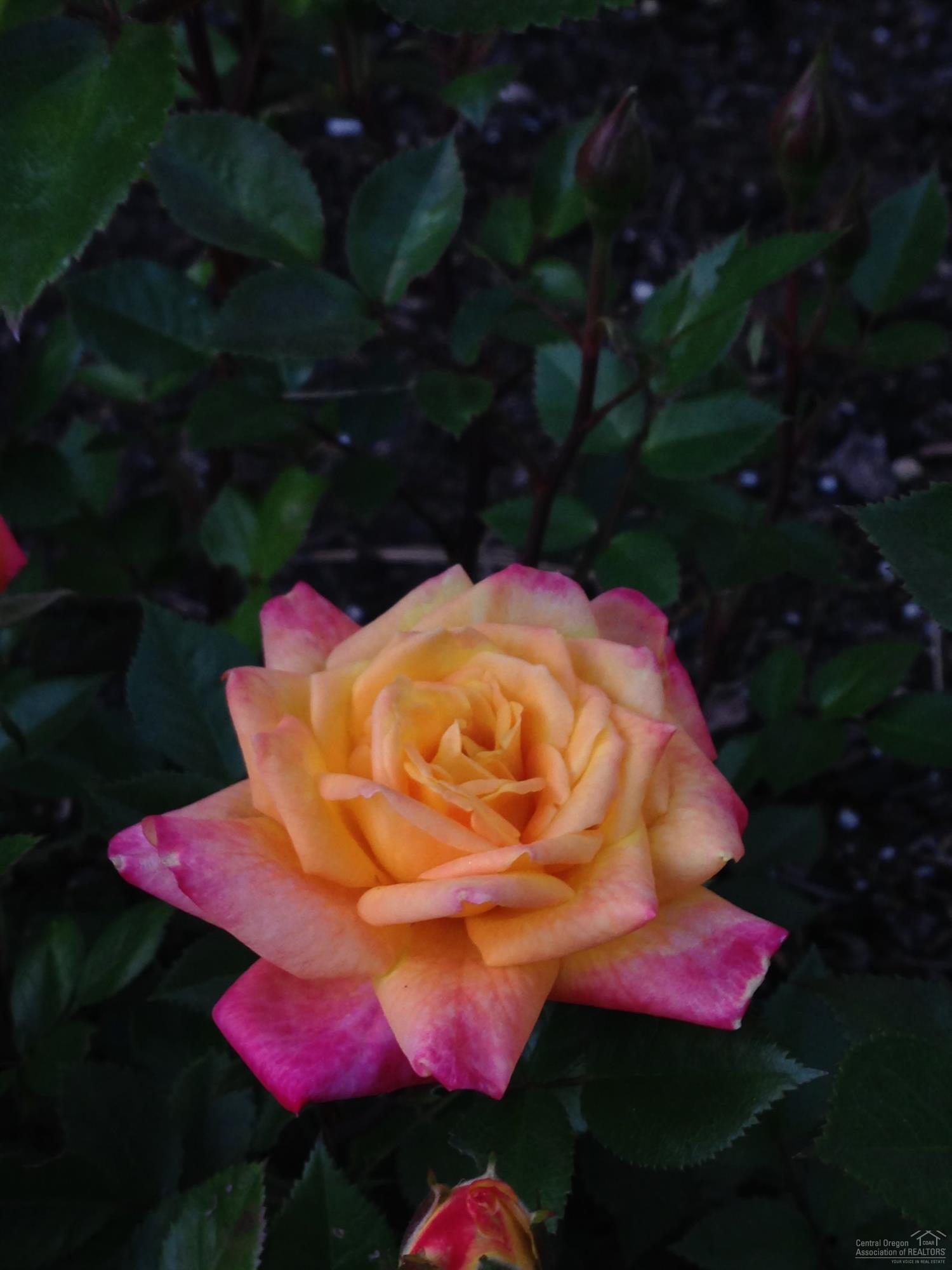 Rock Arbor Villa - Residential