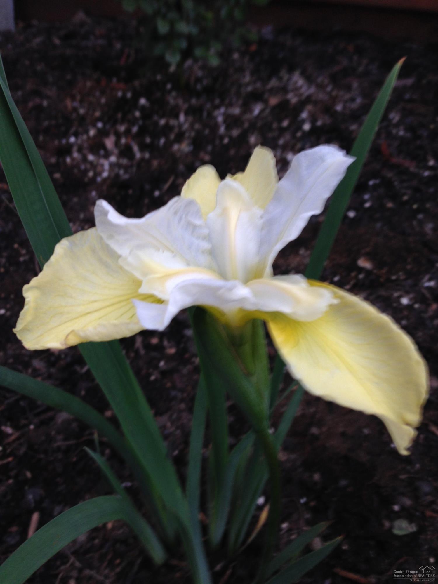 Rock Arbor Villa - Residential