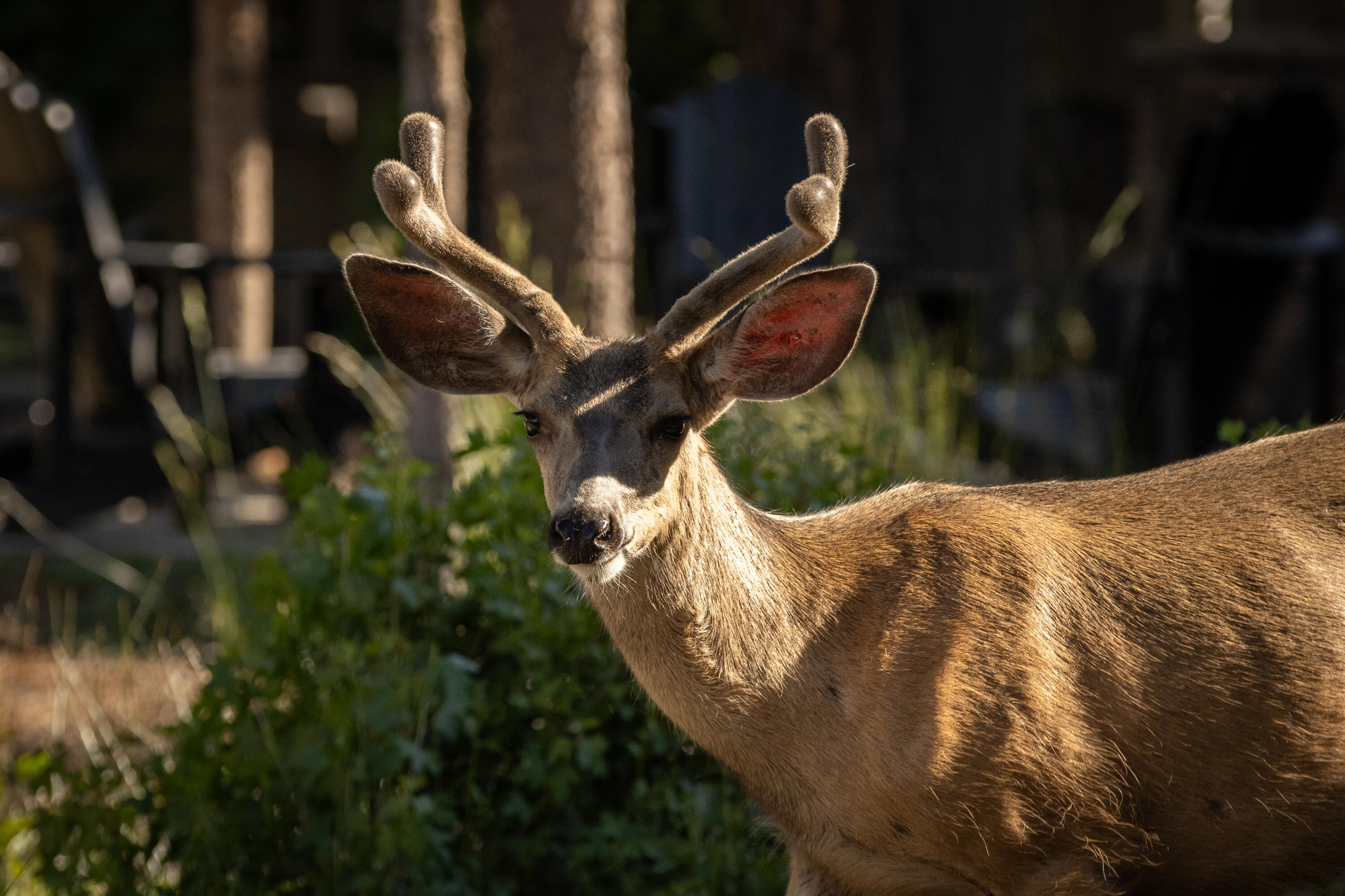 Caldera Springs - Residential