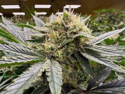 Tiny photo for 1344 Thompson Creek Road, Selma, OR 97538 (MLS # 220213549)