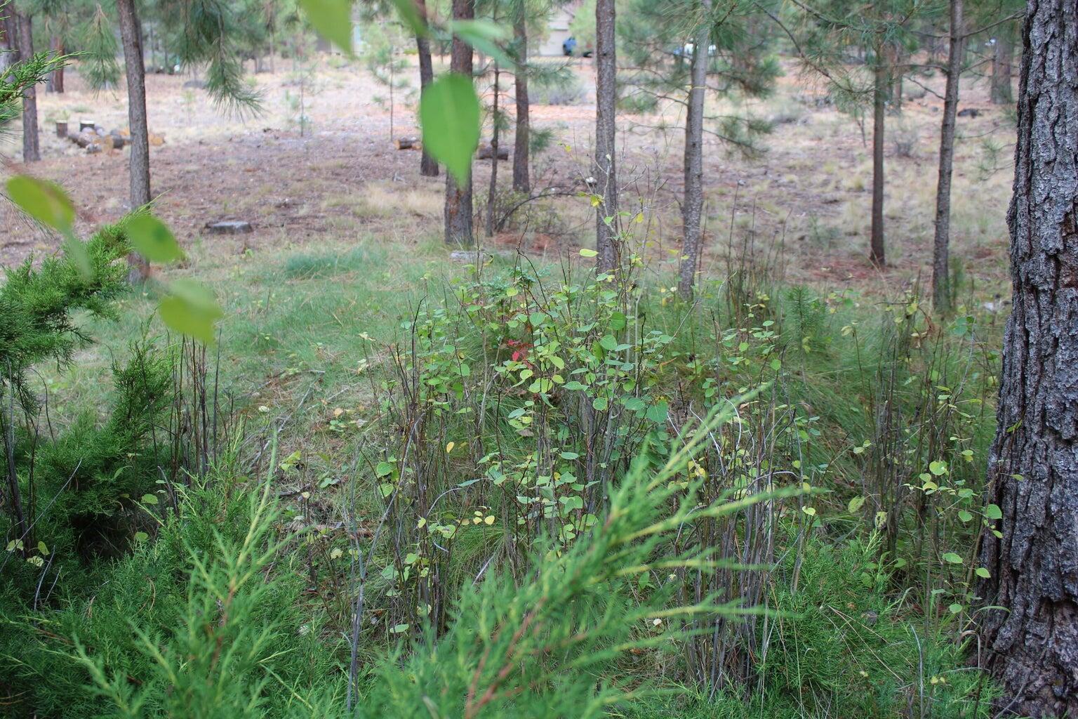 The Ridge - Residential