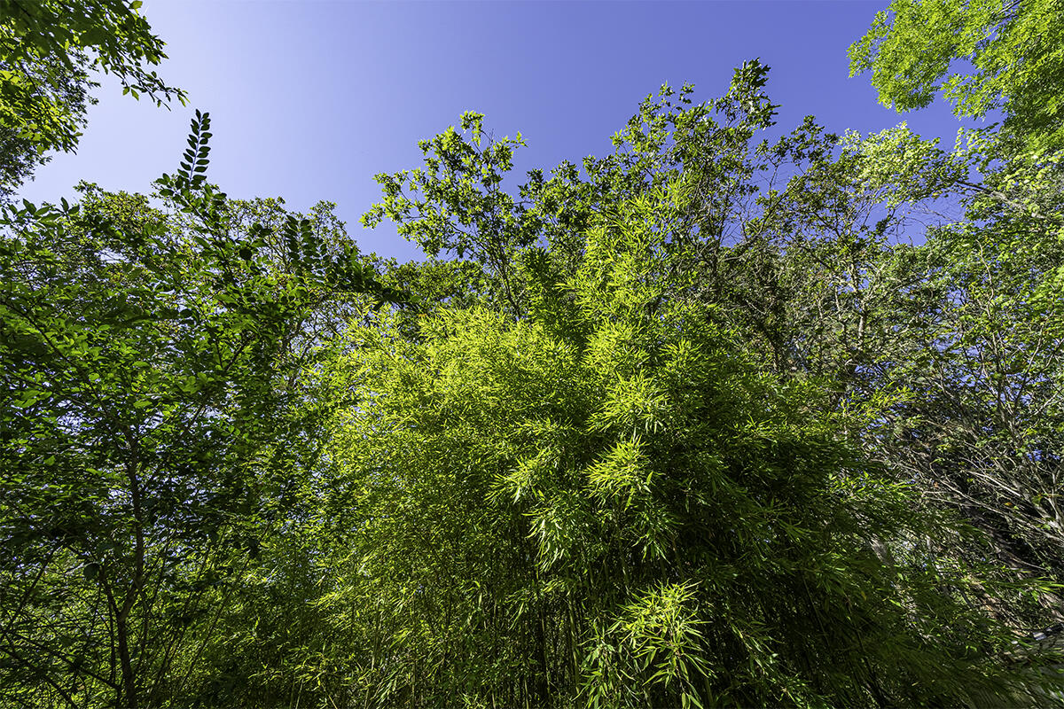 Whispering Pines Ranchos - Residential