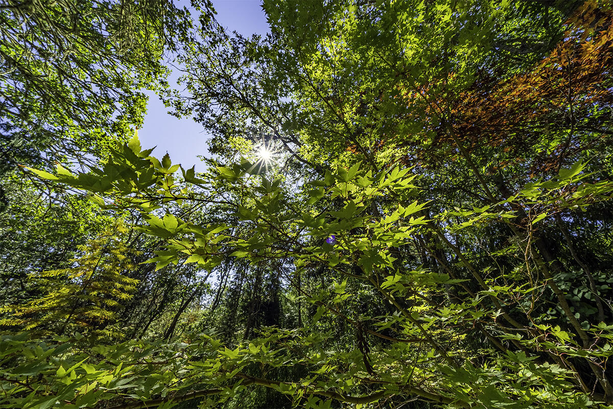 Whispering Pines Ranchos - Residential