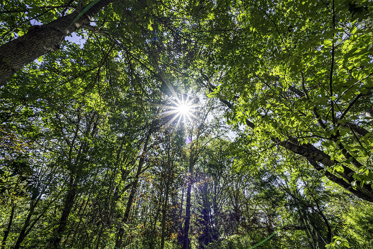 Whispering Pines Ranchos - Residential