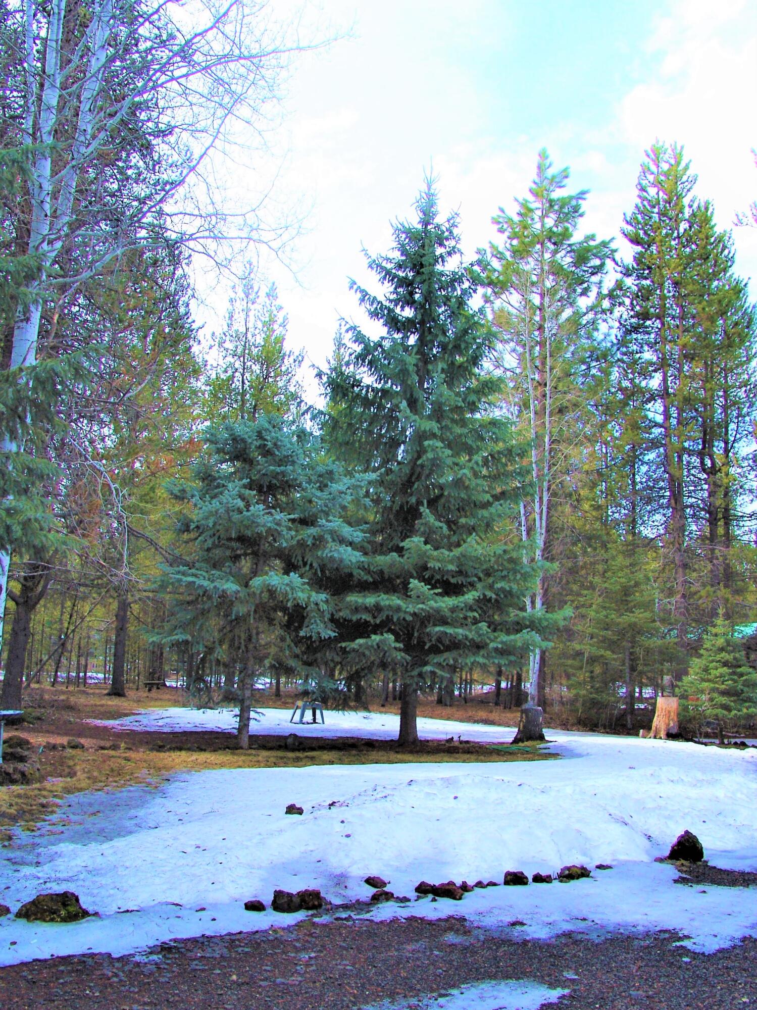 Tall Pines - Residential