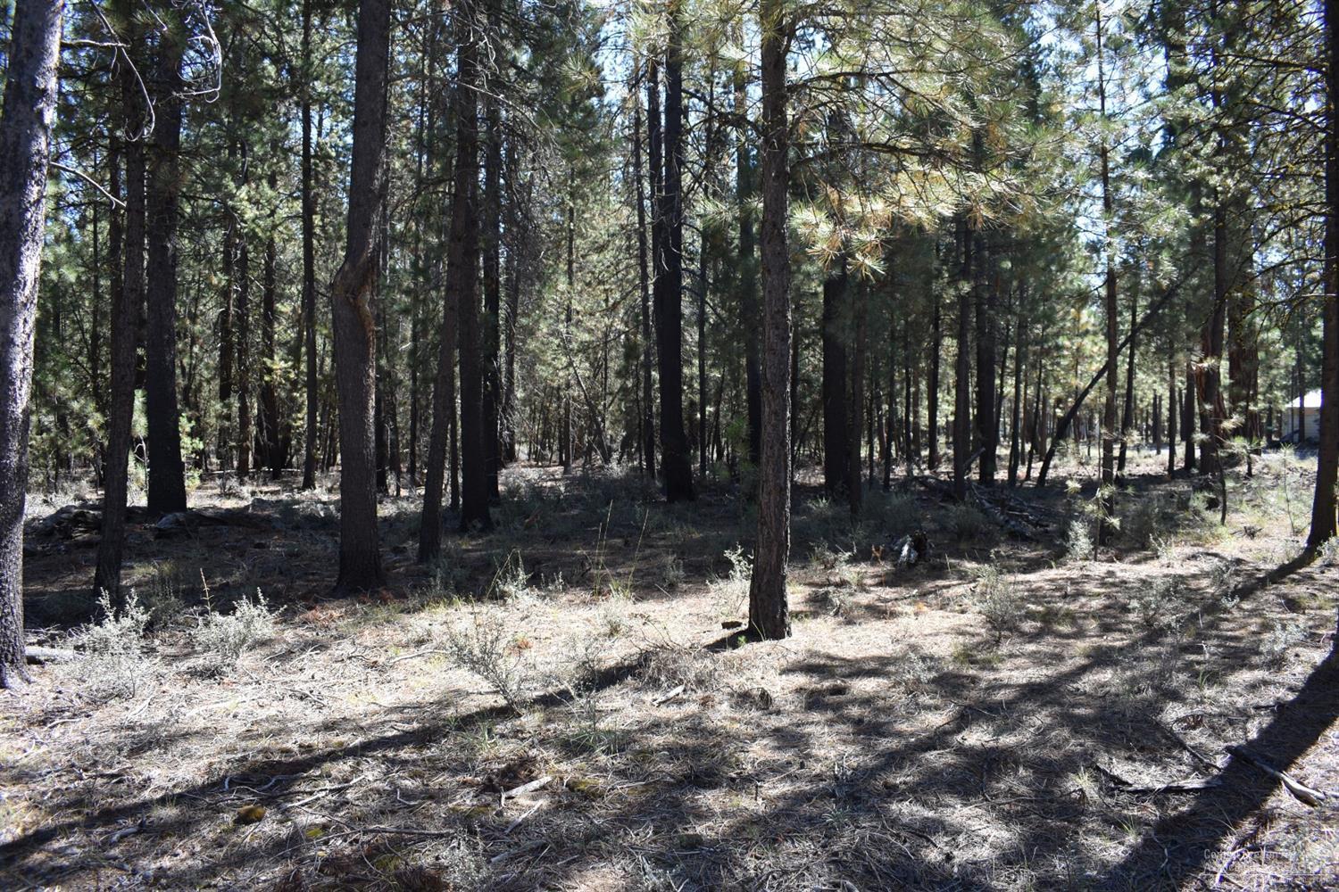 Ponderosa Pines - Land