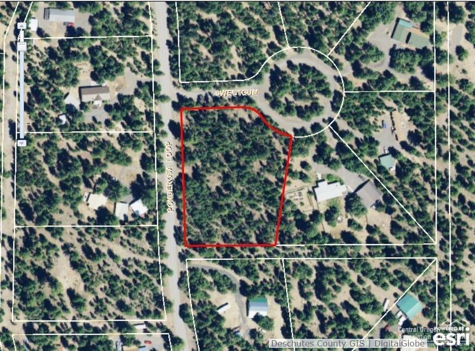 Ponderosa Pines - Land