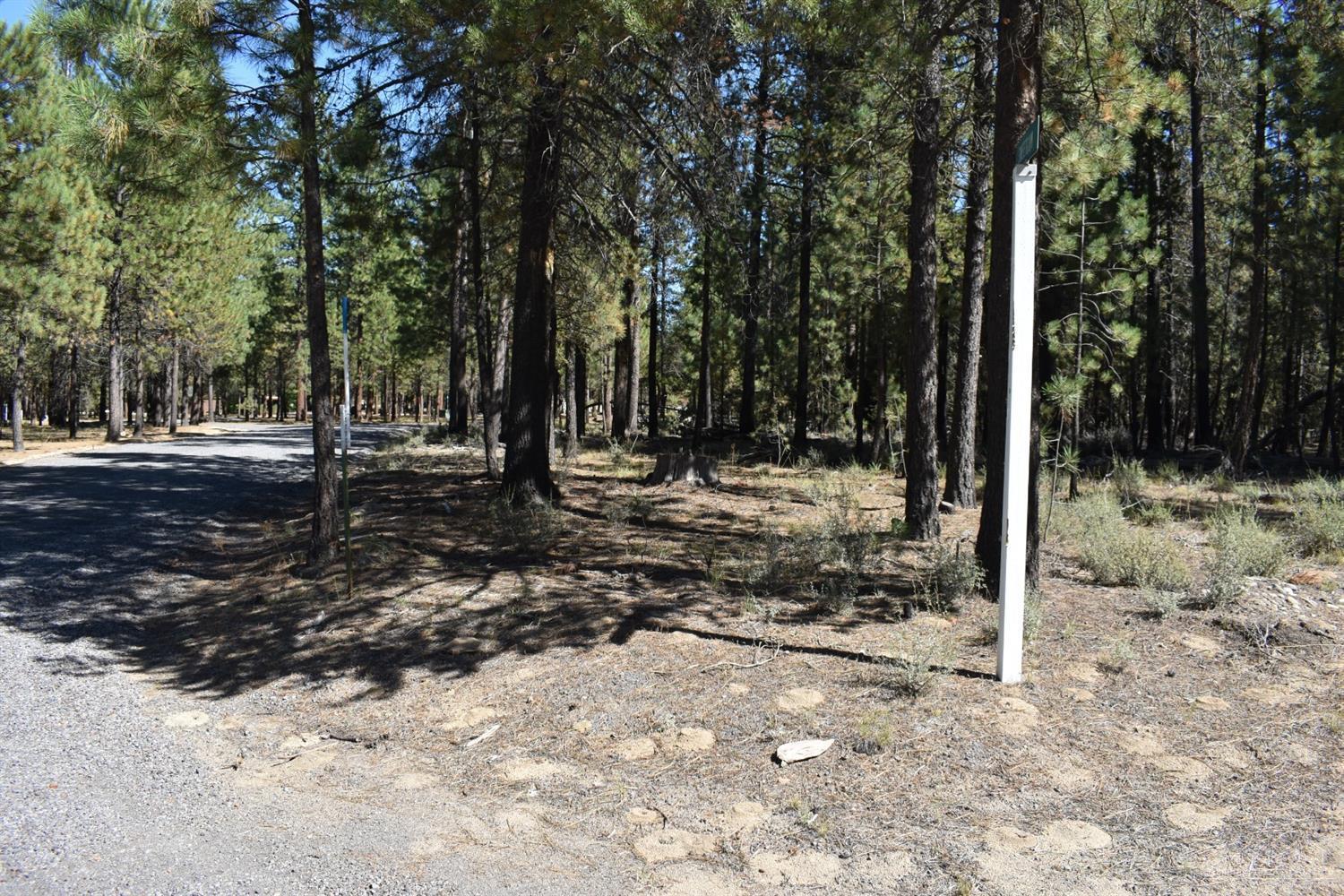 Ponderosa Pines - Land