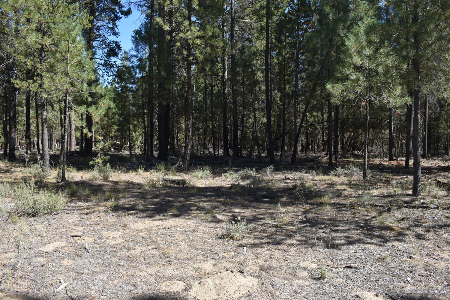 Ponderosa Pines - Land