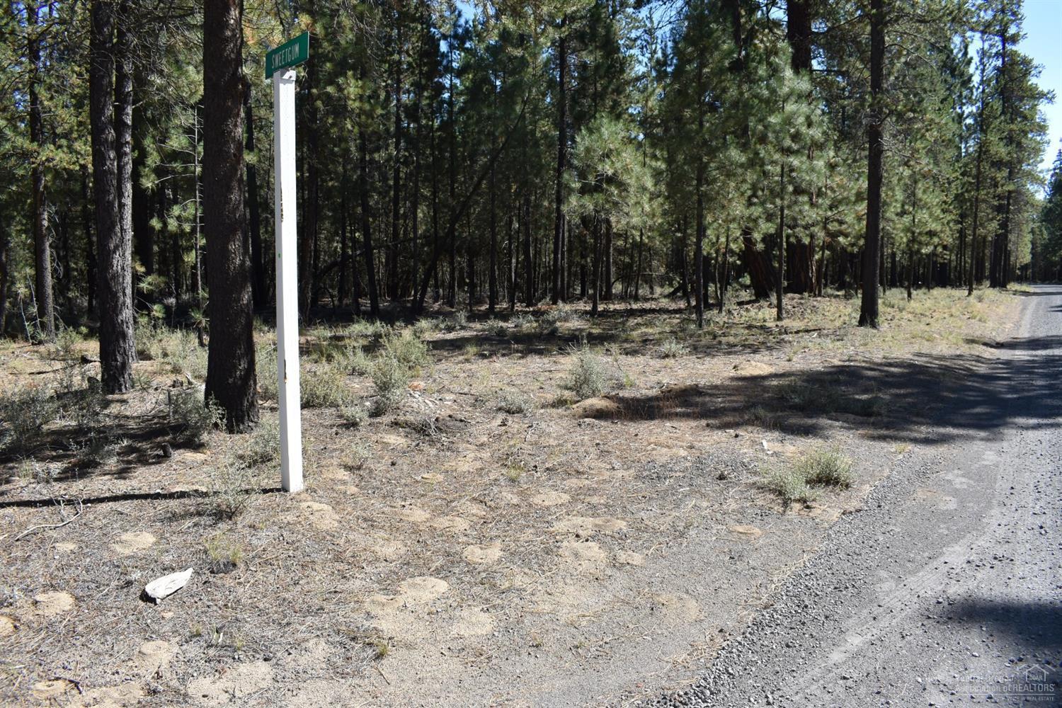 Ponderosa Pines - Land