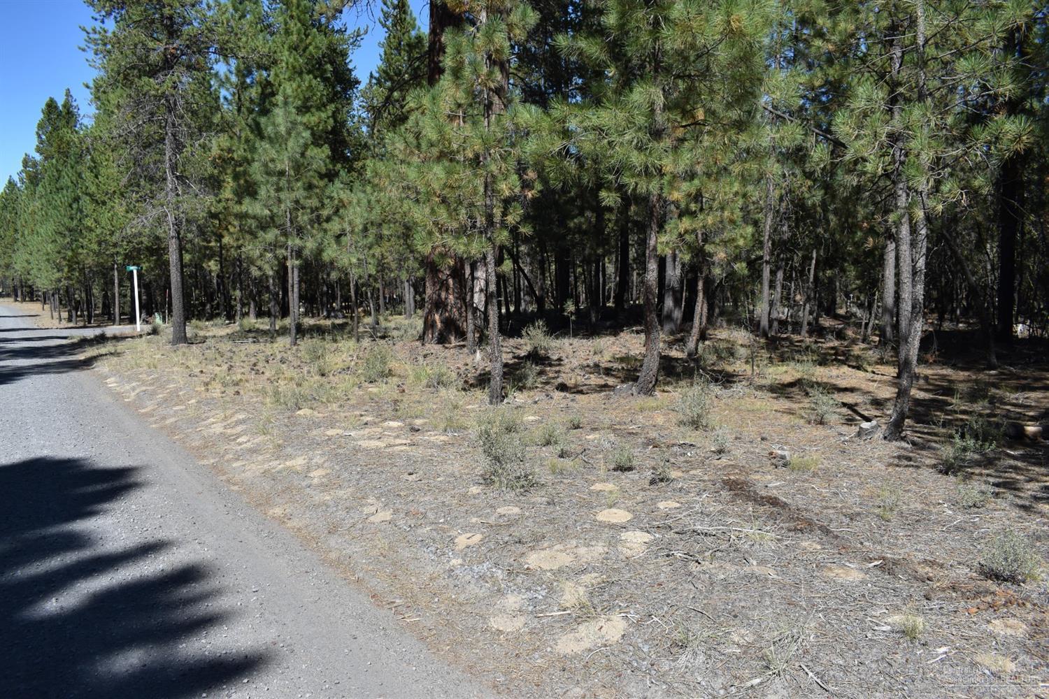 Ponderosa Pines - Land