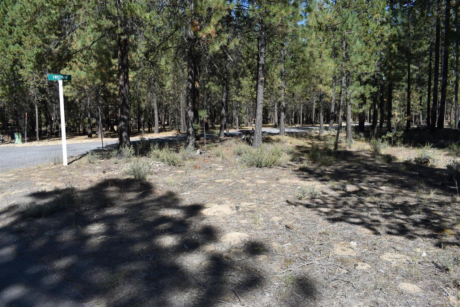 Ponderosa Pines - Land